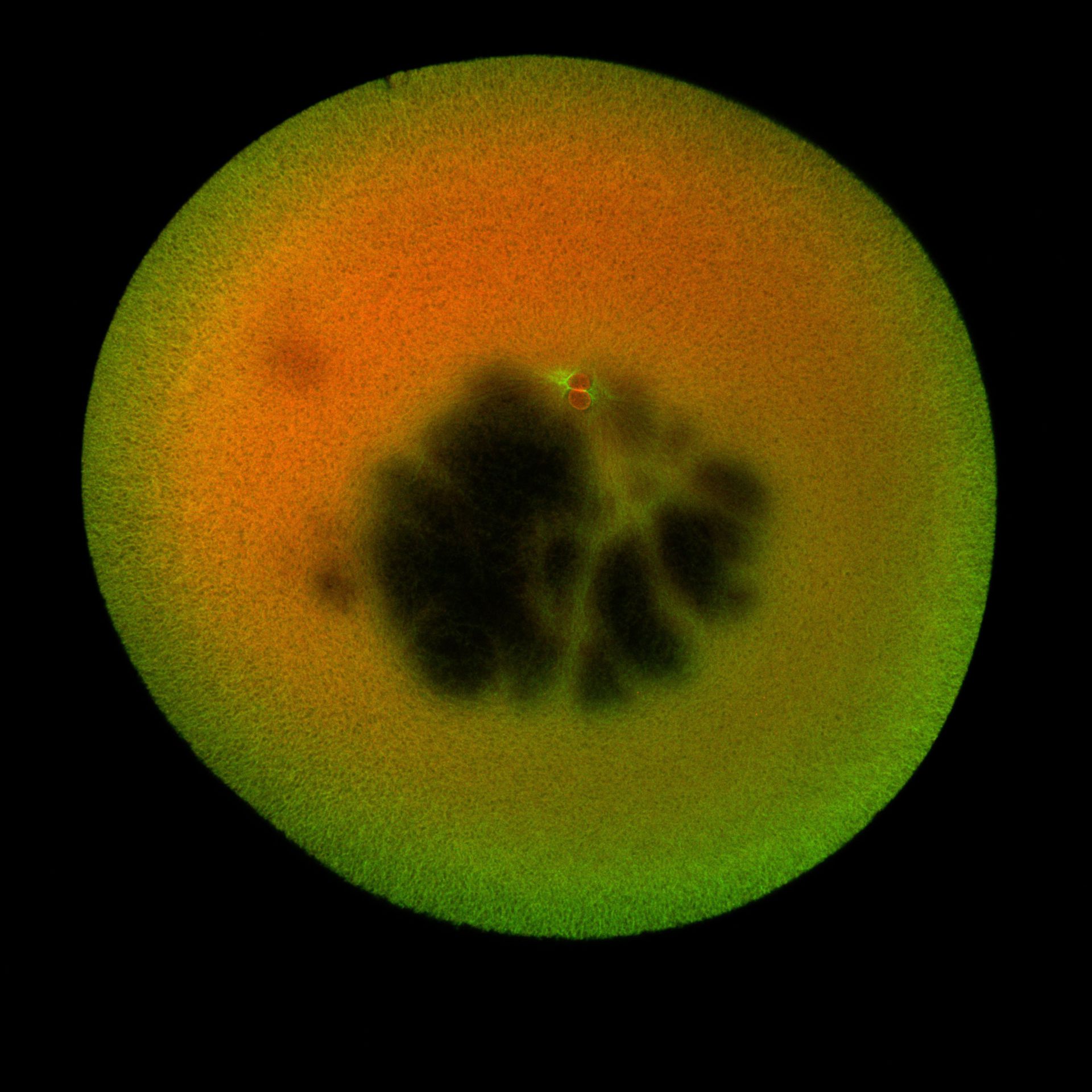 Xenopus laevis (DNA) - CIL:36522