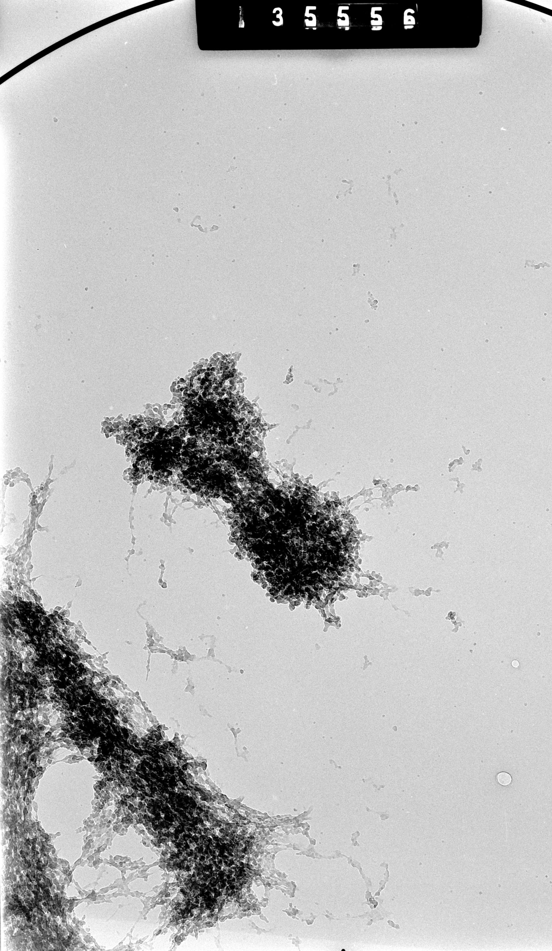 Cricetulus griseus (Nuclear chromosome) - CIL:41716