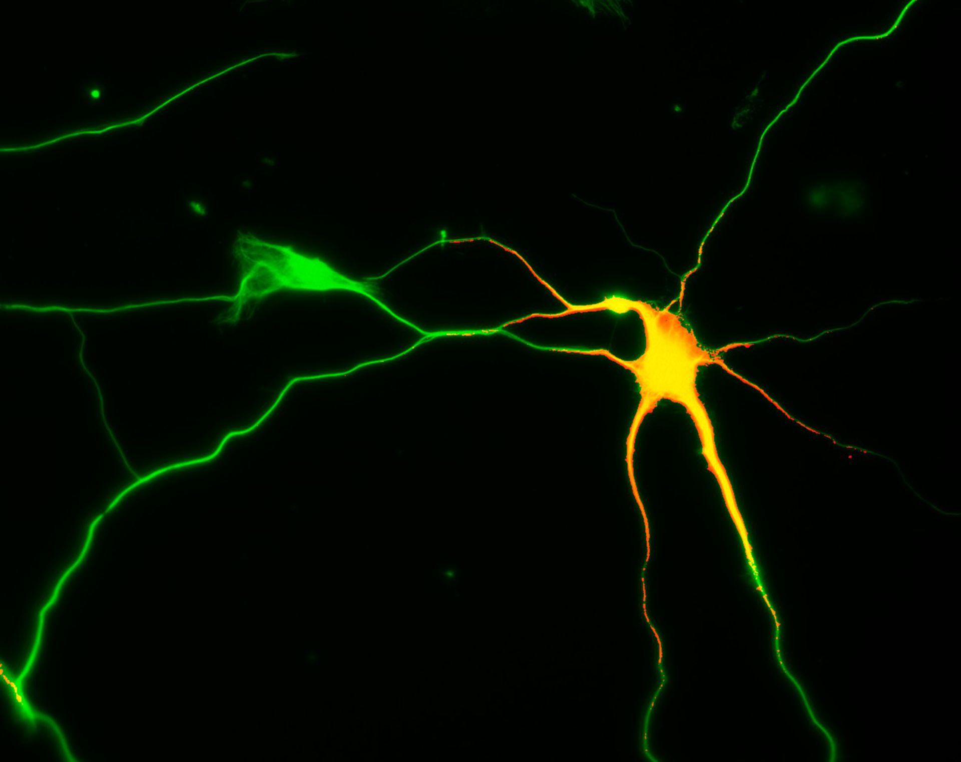 Rattus (Dendrite) - CIL:8264