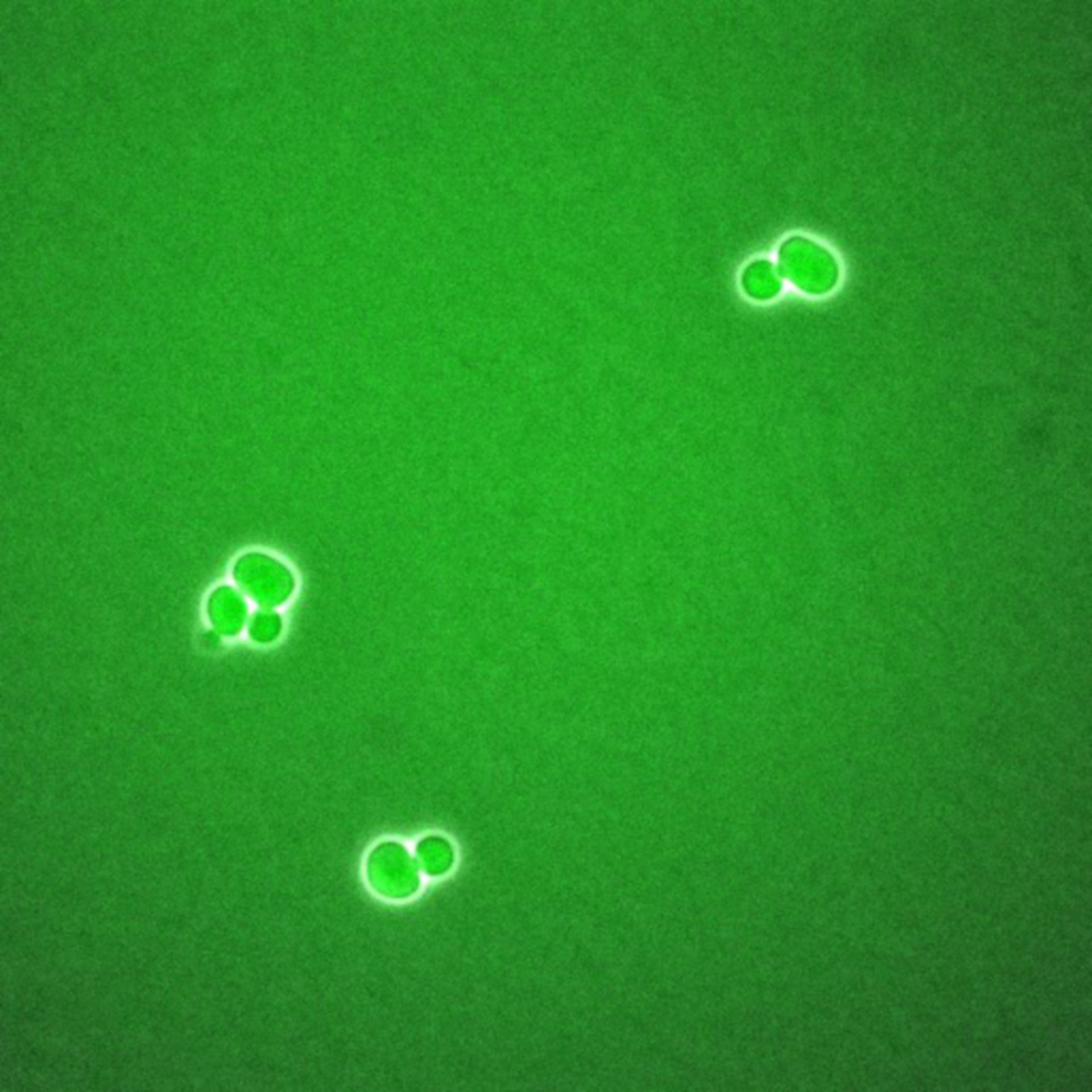 Saccharomyces cerevisiae (BCK2 protein) - CIL:35795