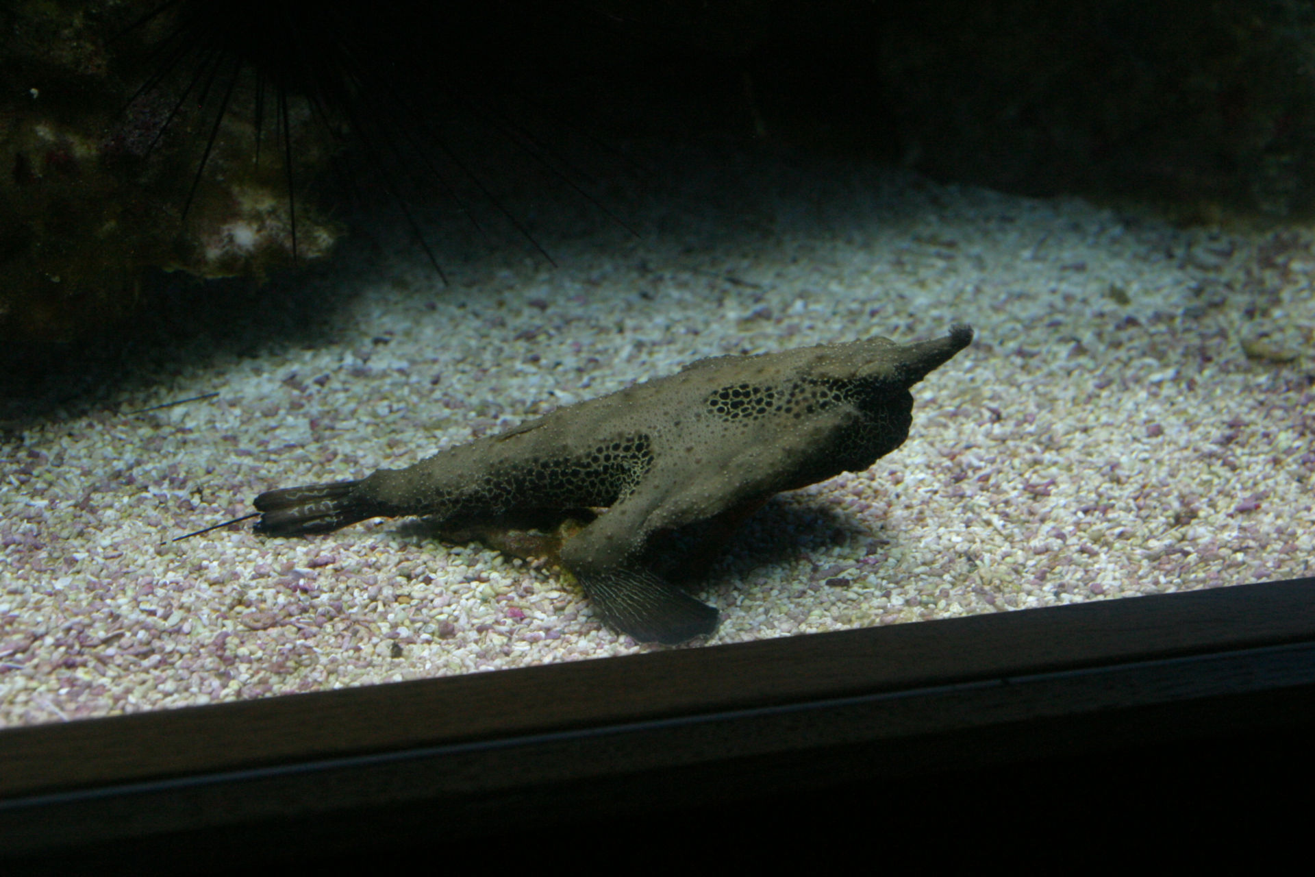 Ogcocephalidae (2)