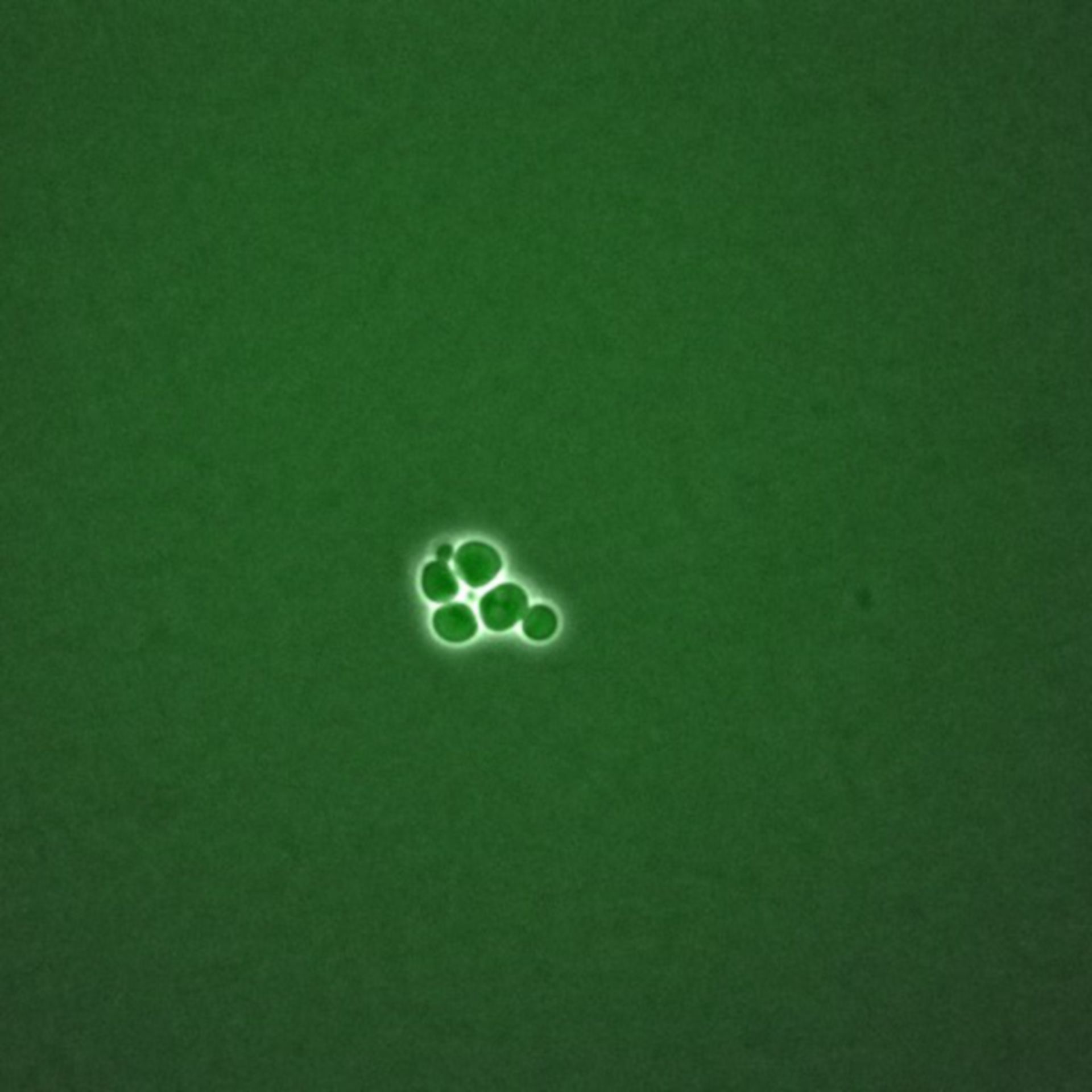 Saccharomyces cerevisiae (BUB2 protein) - CIL:35725