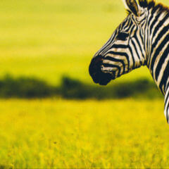 Myxödem DocCheck Flexikon