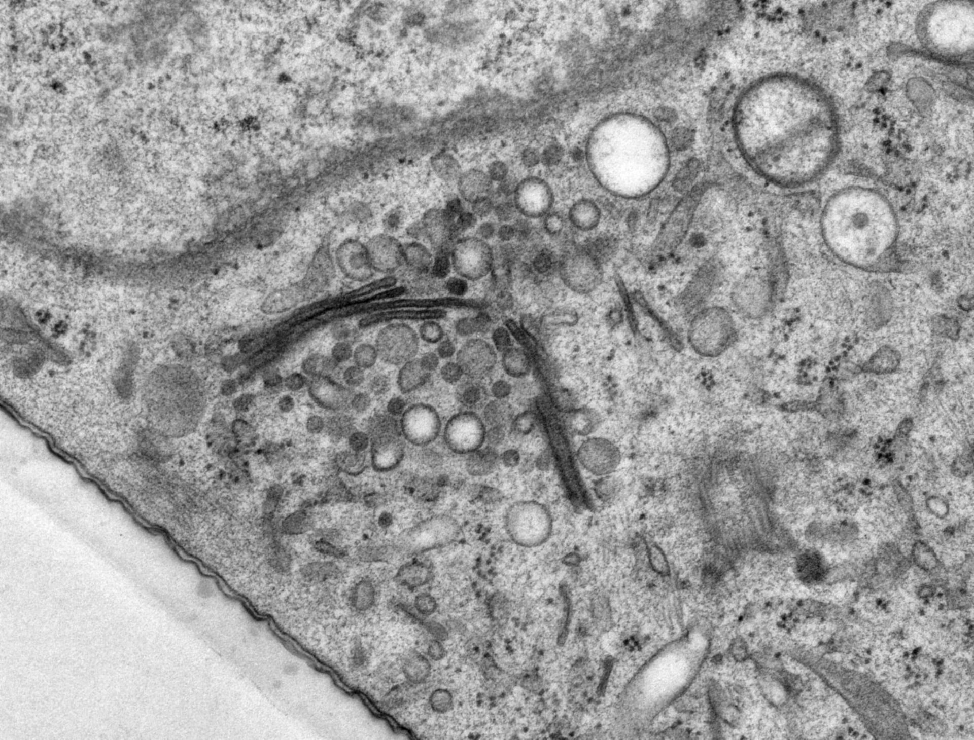 Rattus norvegicus (Golgi cisterna) - CIL:24524