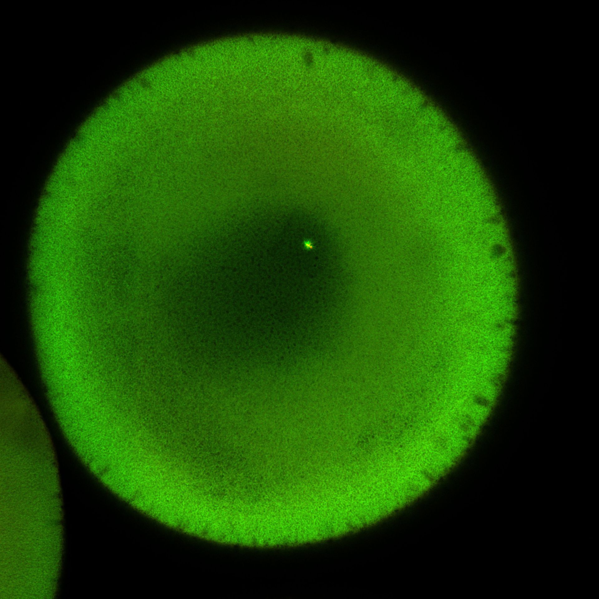 Xenopus laevis (DNA) - CIL:36539