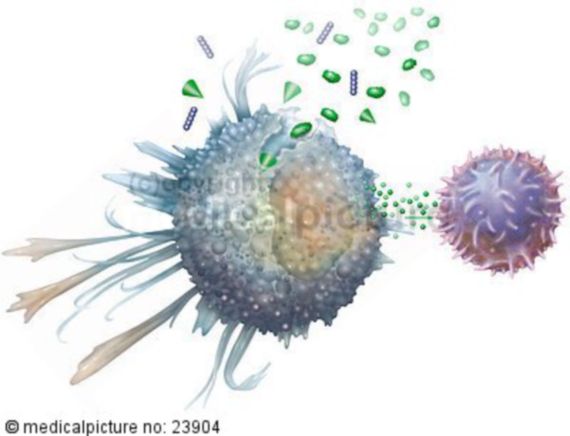 Makrophage Immunreaktion T-Zelle
