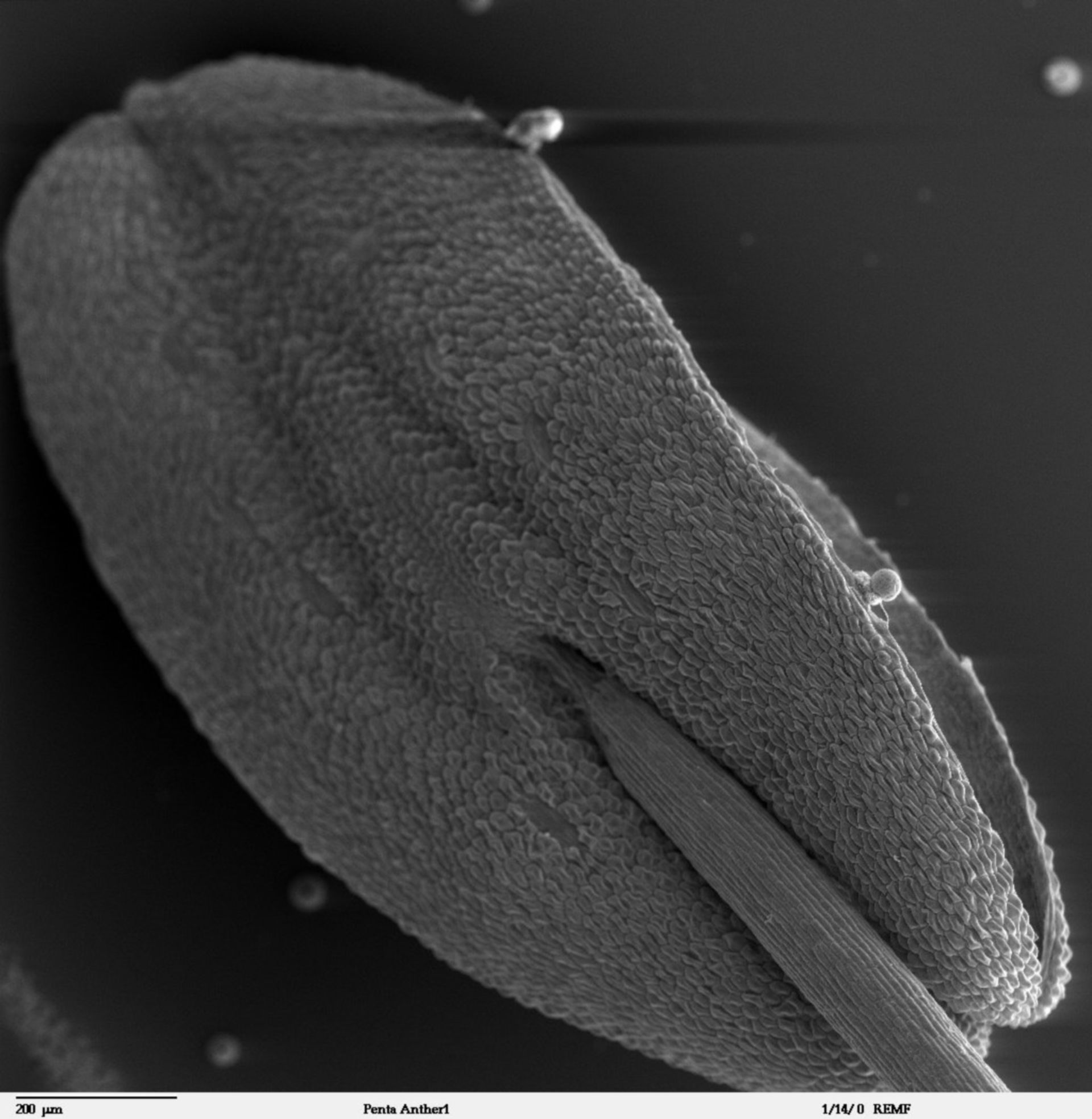 Penta lanceolata (Cell surface) - CIL:41306