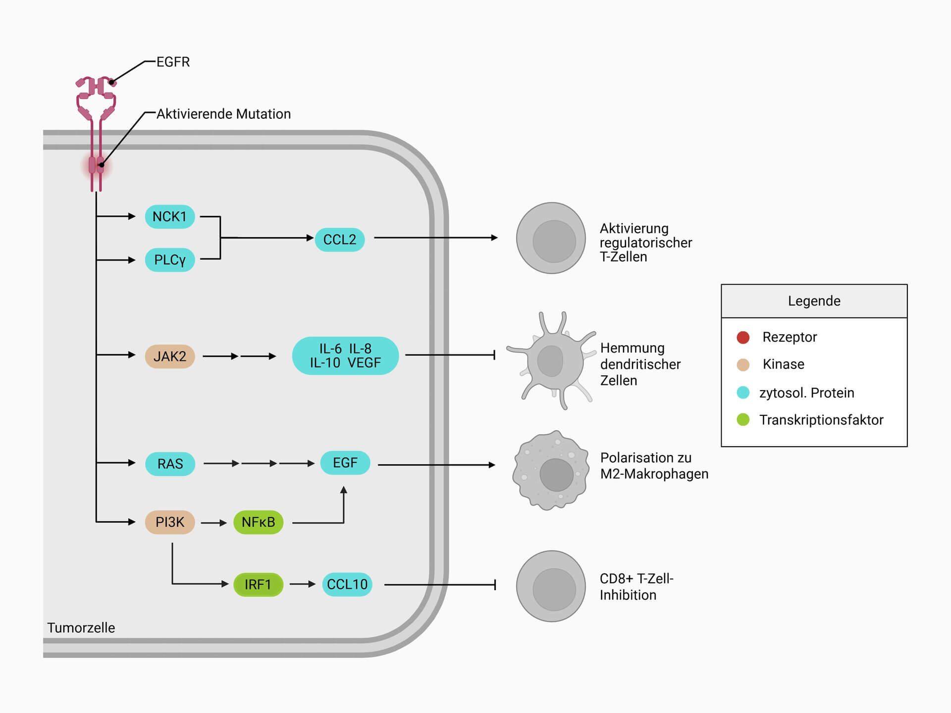EGFR-Signalgebung in der Immunzellregulation