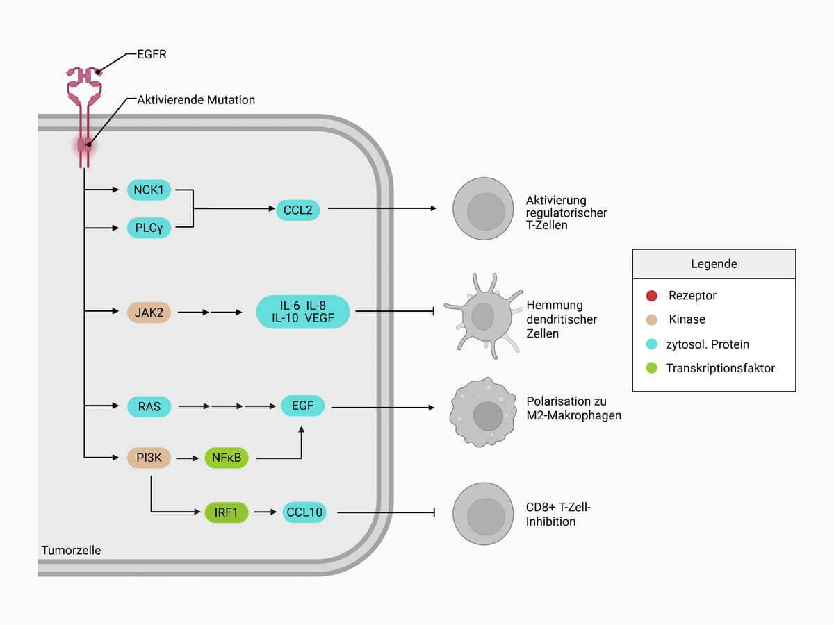EGFR-Signalgebung in der Immunzellregulation