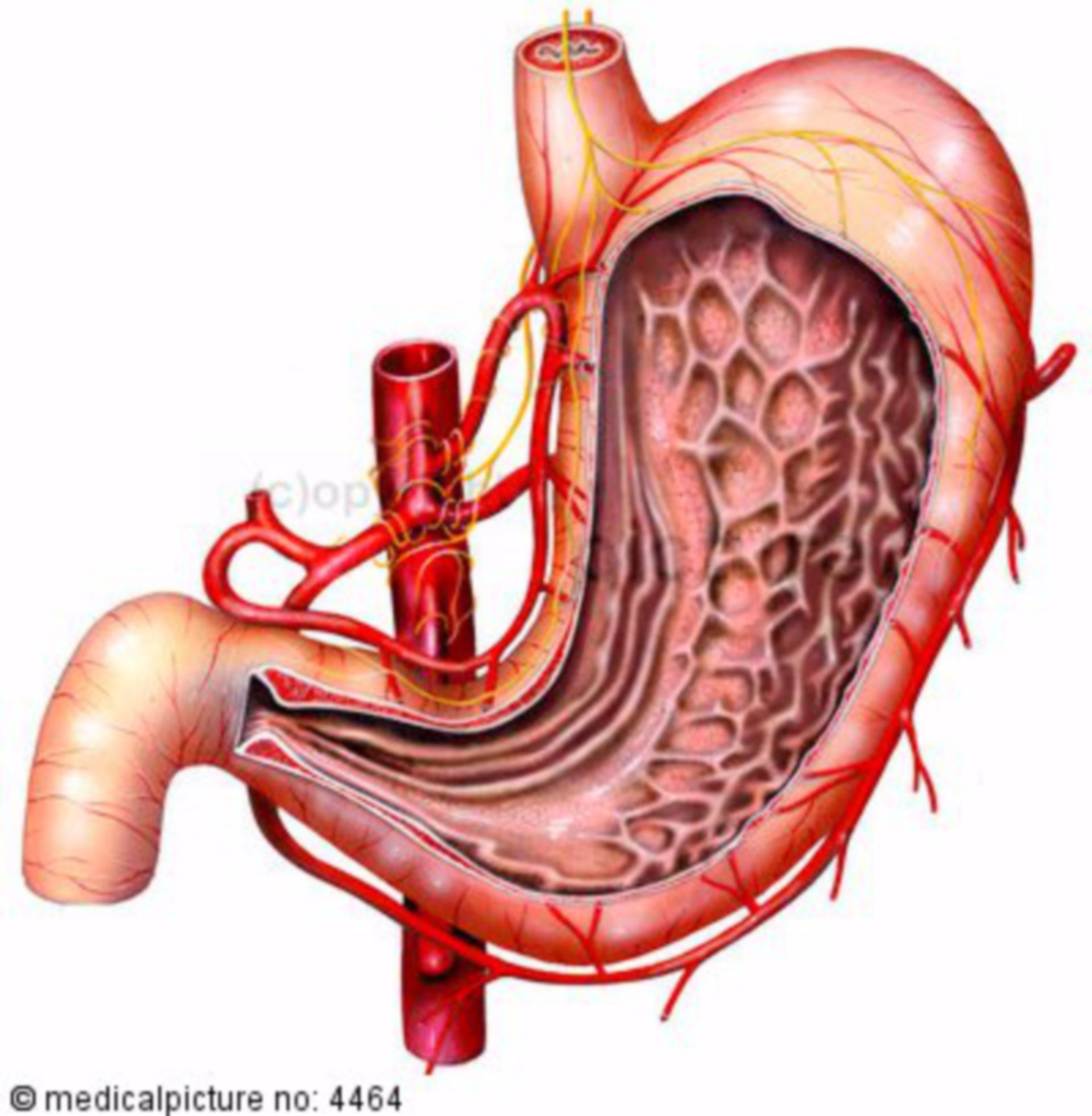 Stomach, arterial blood supply