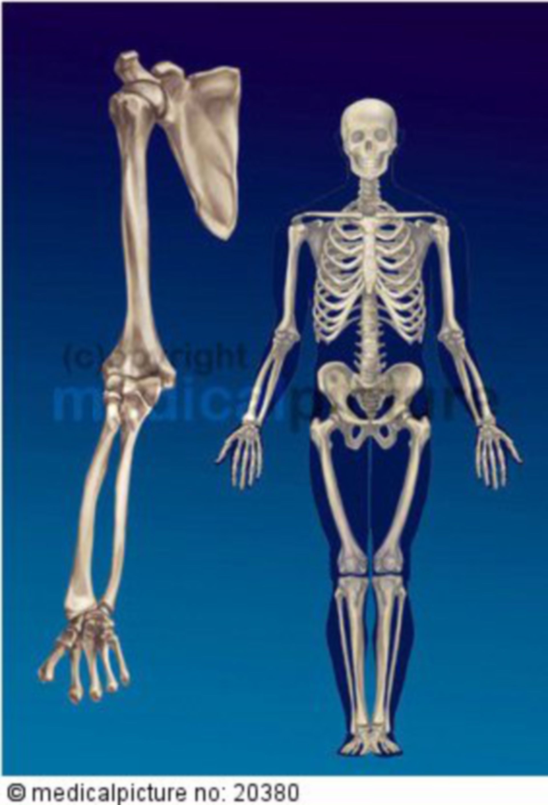 Human skeleton, upper limb