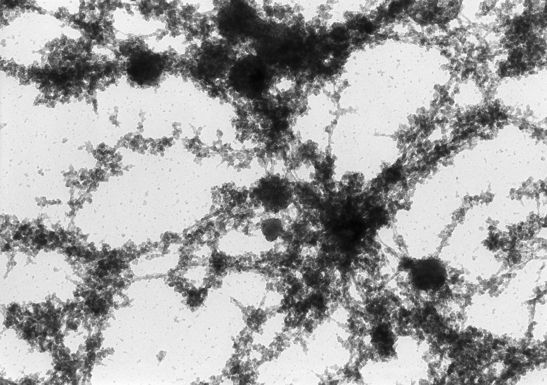 Notophthalmus viridescens (Lampbrush chromosomes) - CIL:16597