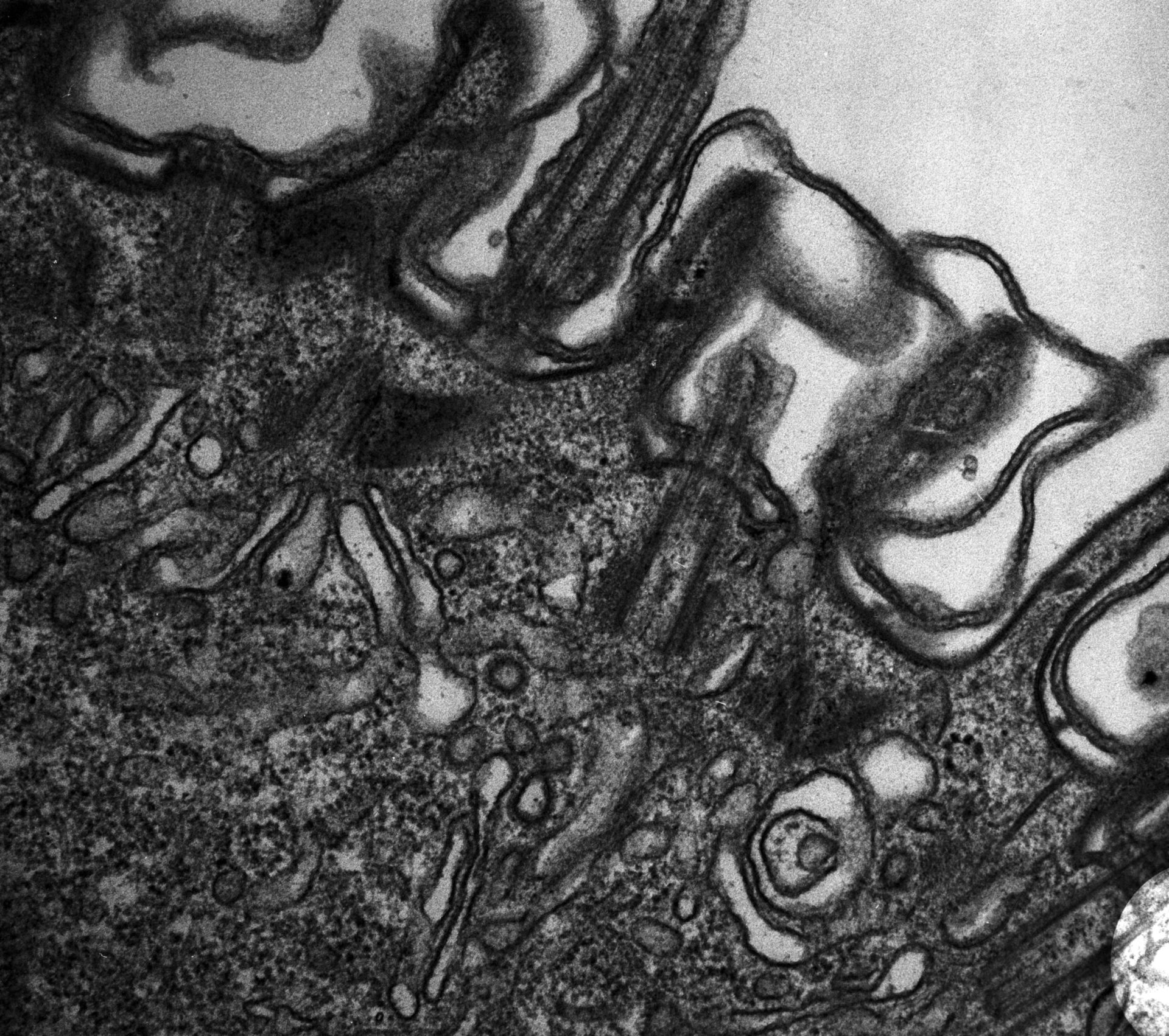 Paramecium multimicronucleatum (Cell cortex) - CIL:12614