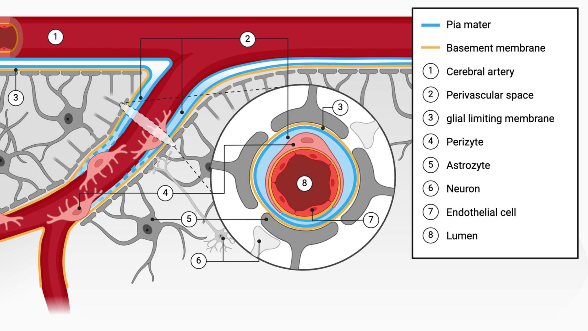 Schematic representation of the brain tissue layers and vessels