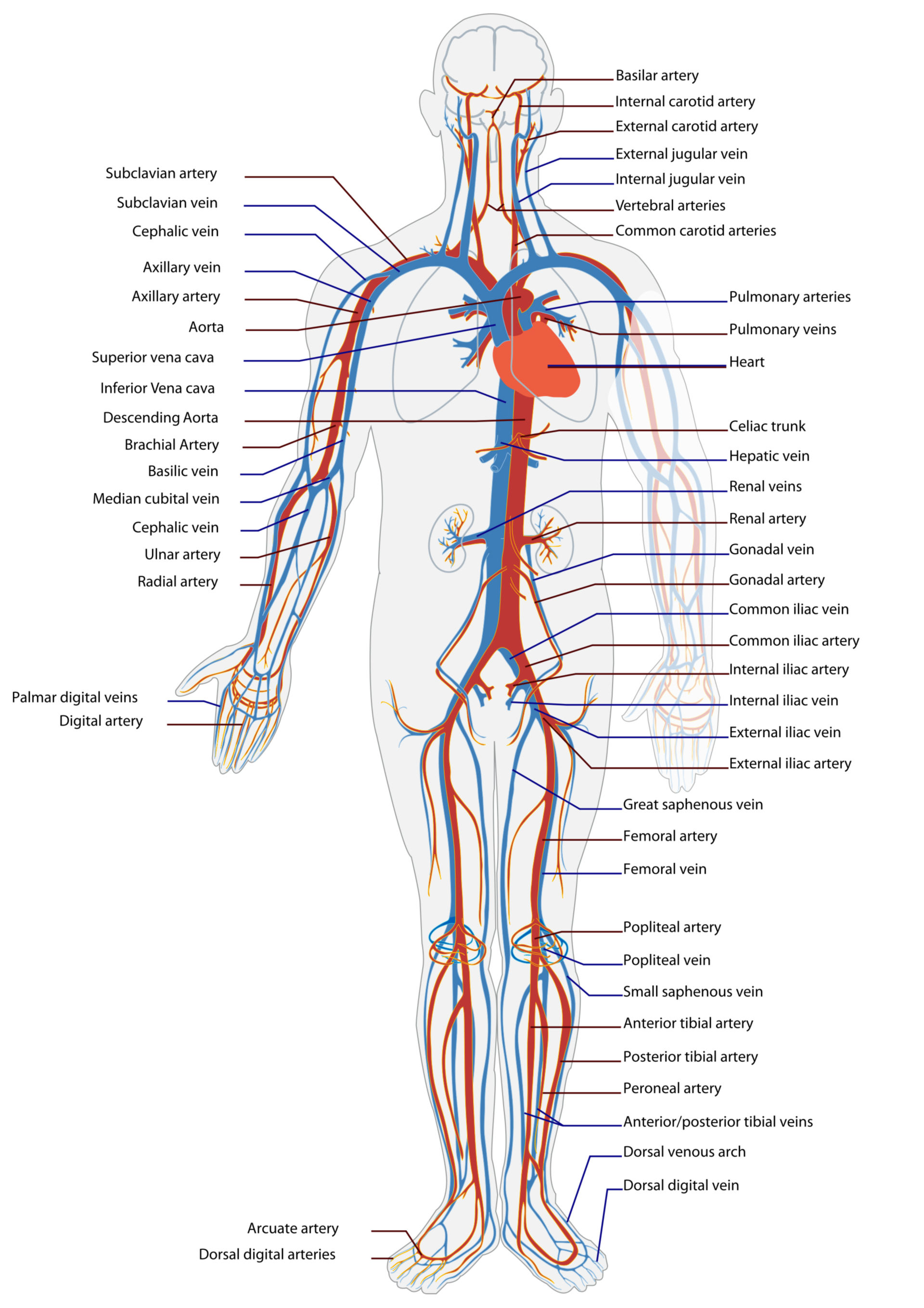 Blutkreislauf des Menschen (Illustration)