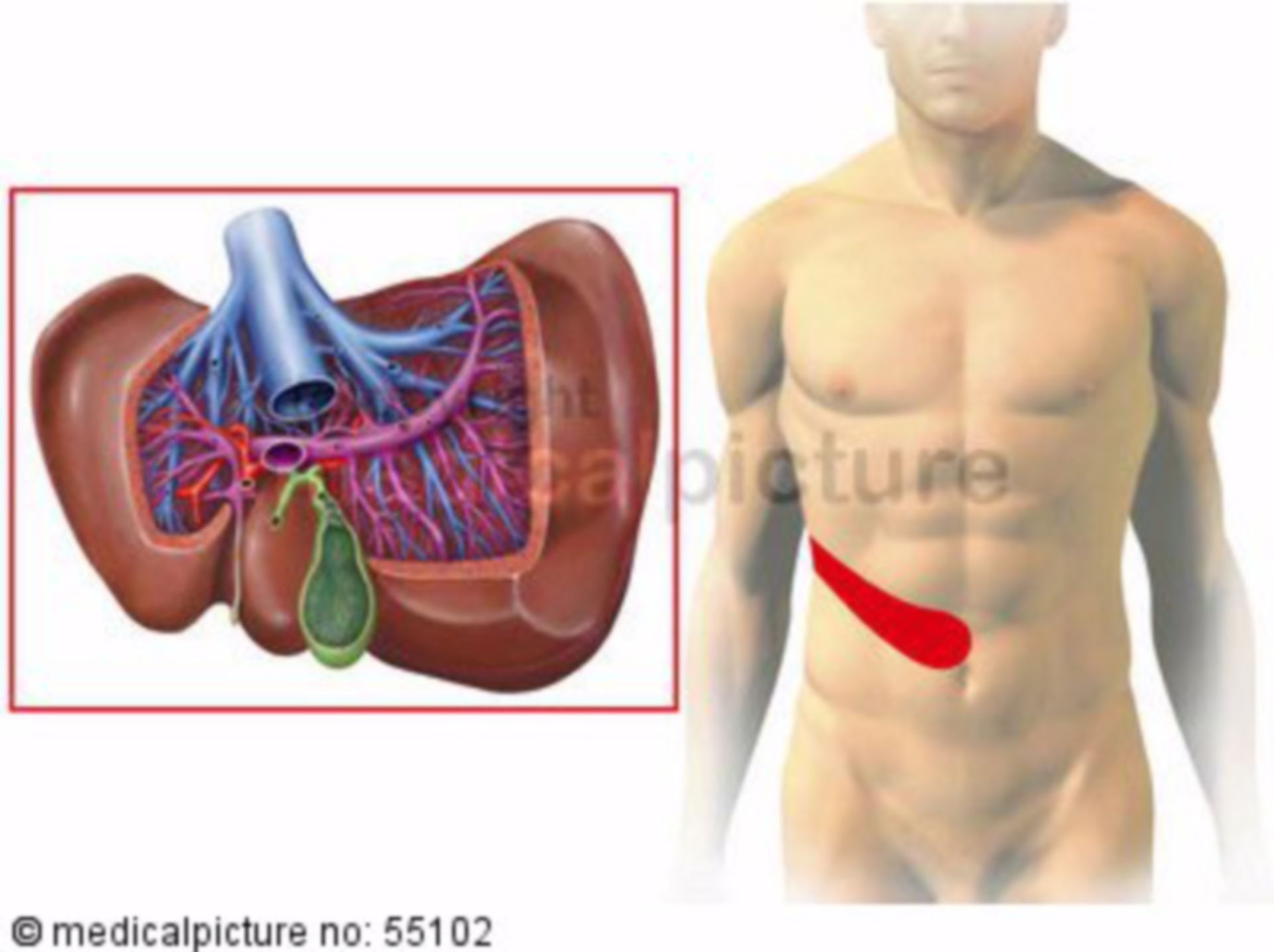 Liver and gall bladder: zones of referred pain