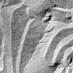 Prokaryot DocCheck Flexikon