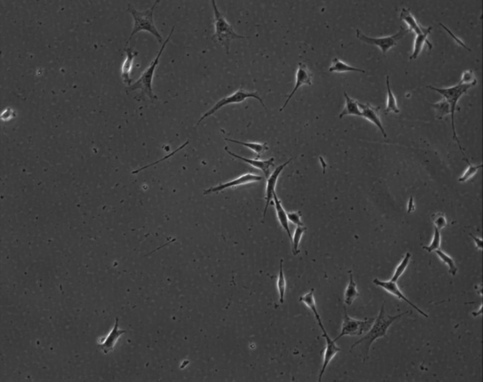 Mus musculus (Extracellular matrix part) - CIL:8961