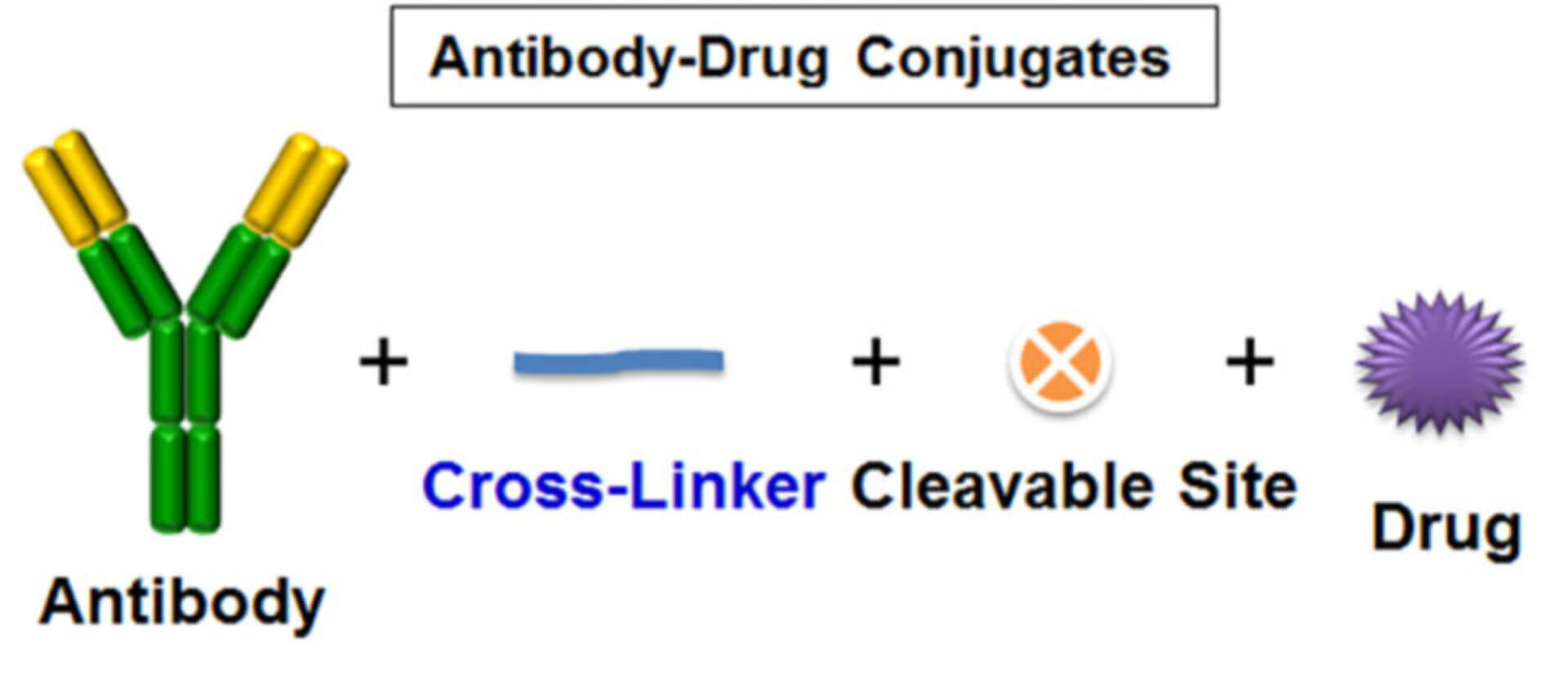 ADCs cytotoxin