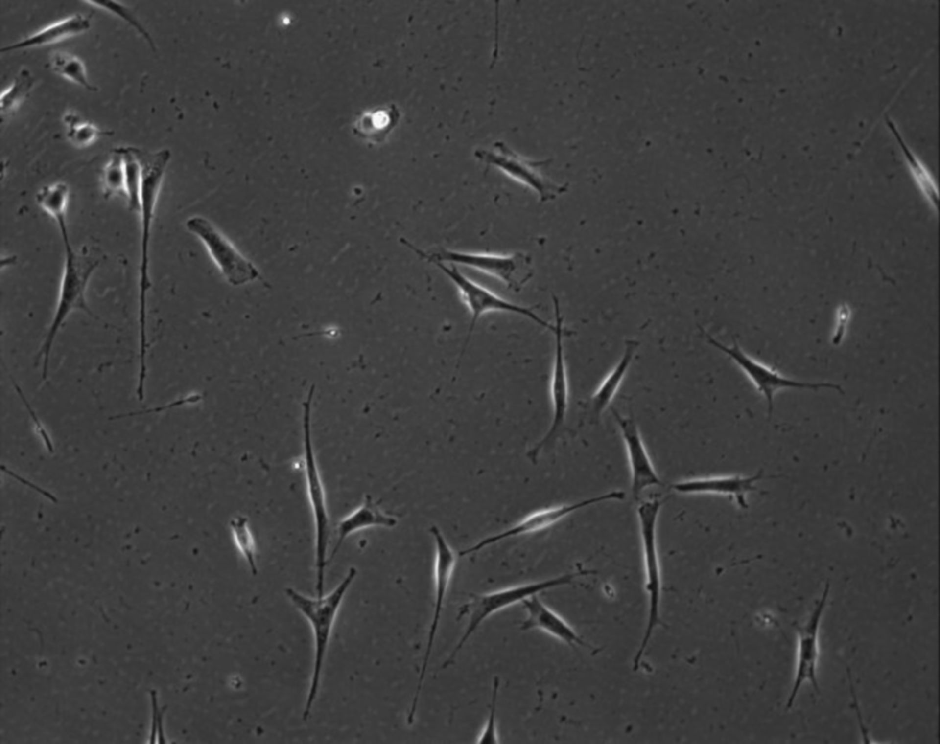 Mus musculus (Extracellular matrix part) - CIL:7873