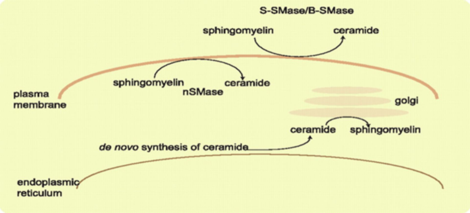 Sphingolipid Metabolism