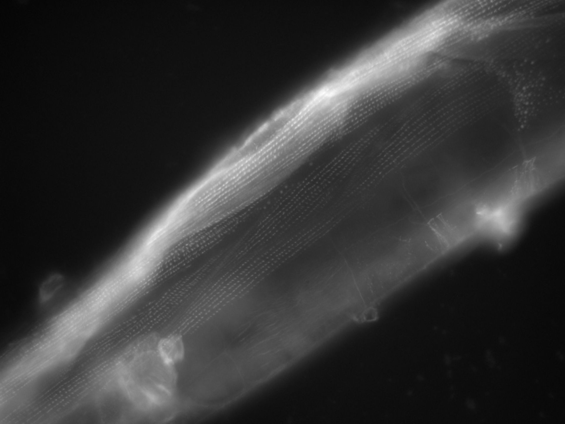 Caenorhabditis elegans (Actin filament) - CIL:1120