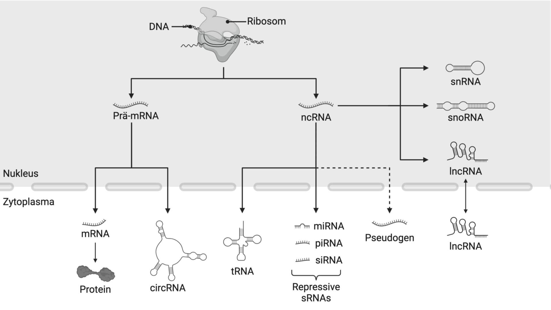 Verschieden Arten von Coding- und non-coding-RNA