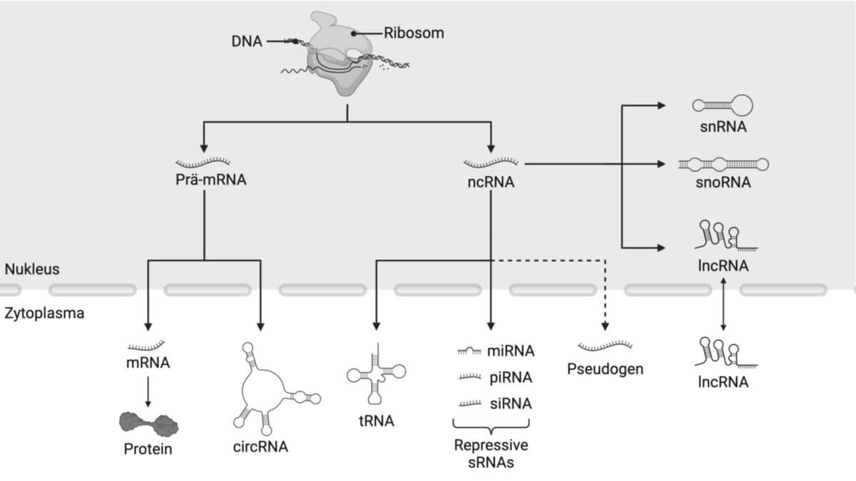 Verschieden Arten von Coding- und non-coding-RNA