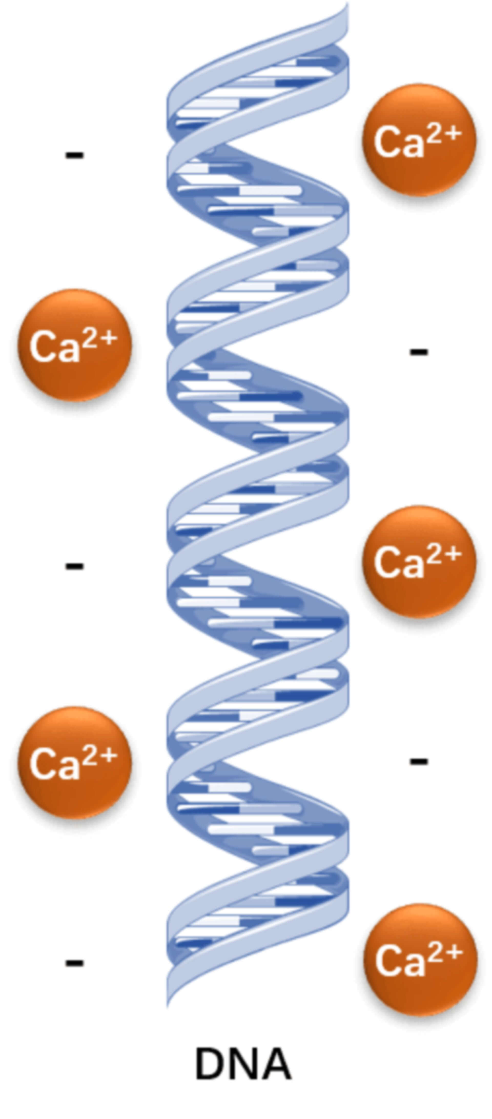 Calcium phosphate transfection