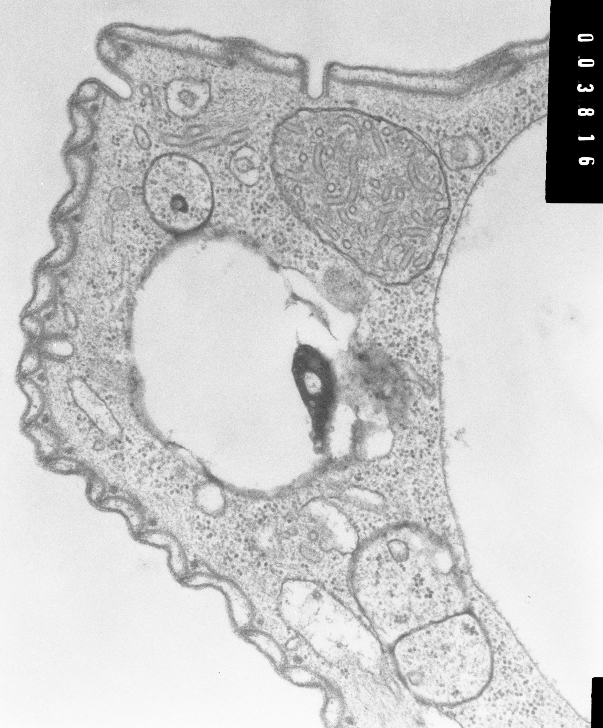 Opercularia coarctata (Rods of unknown material) - CIL:7336