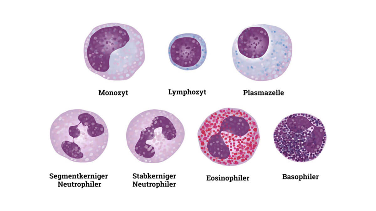 Blutzellen - Leukozyten