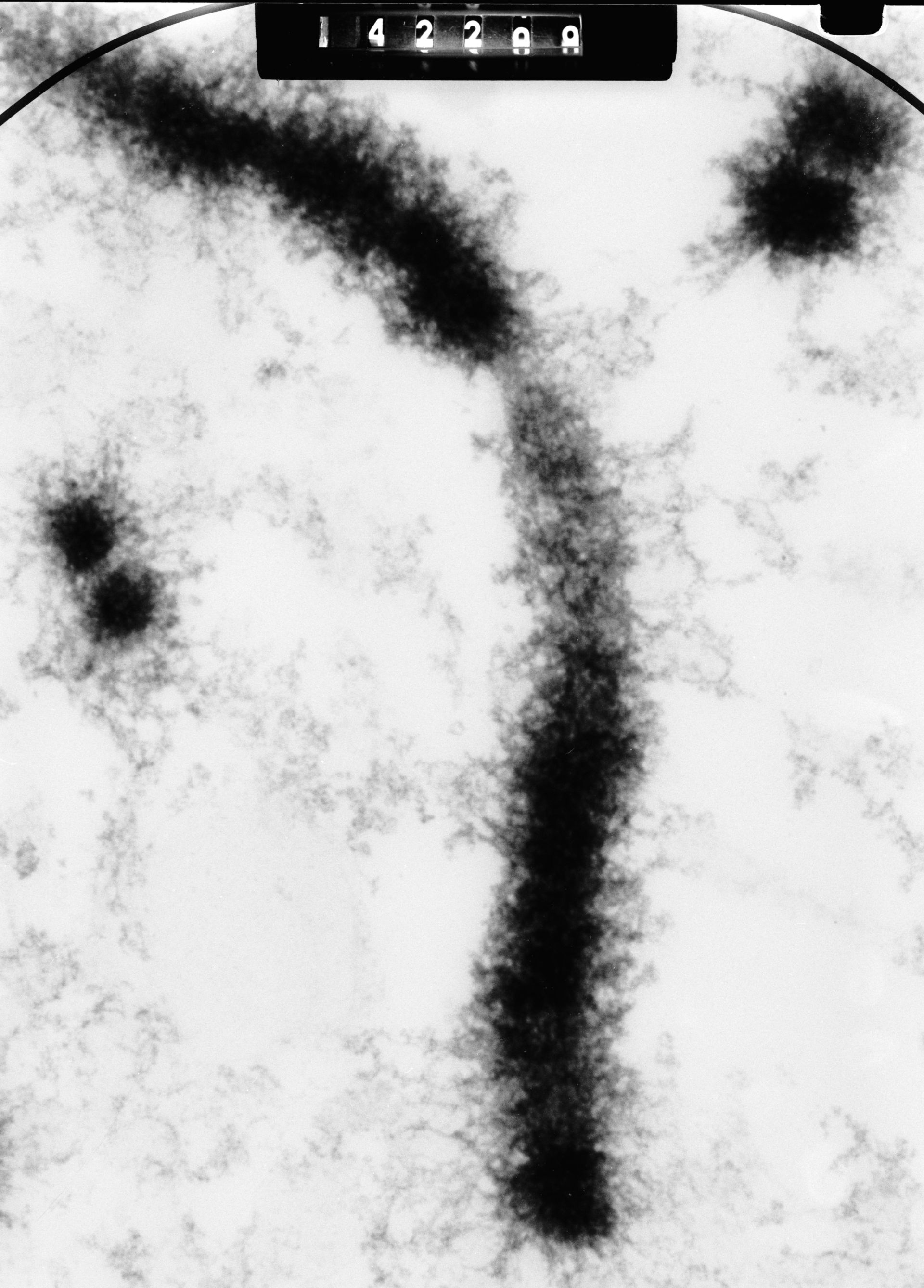 Cricetulus griseus (Nuclear chromosome) - CIL:40703