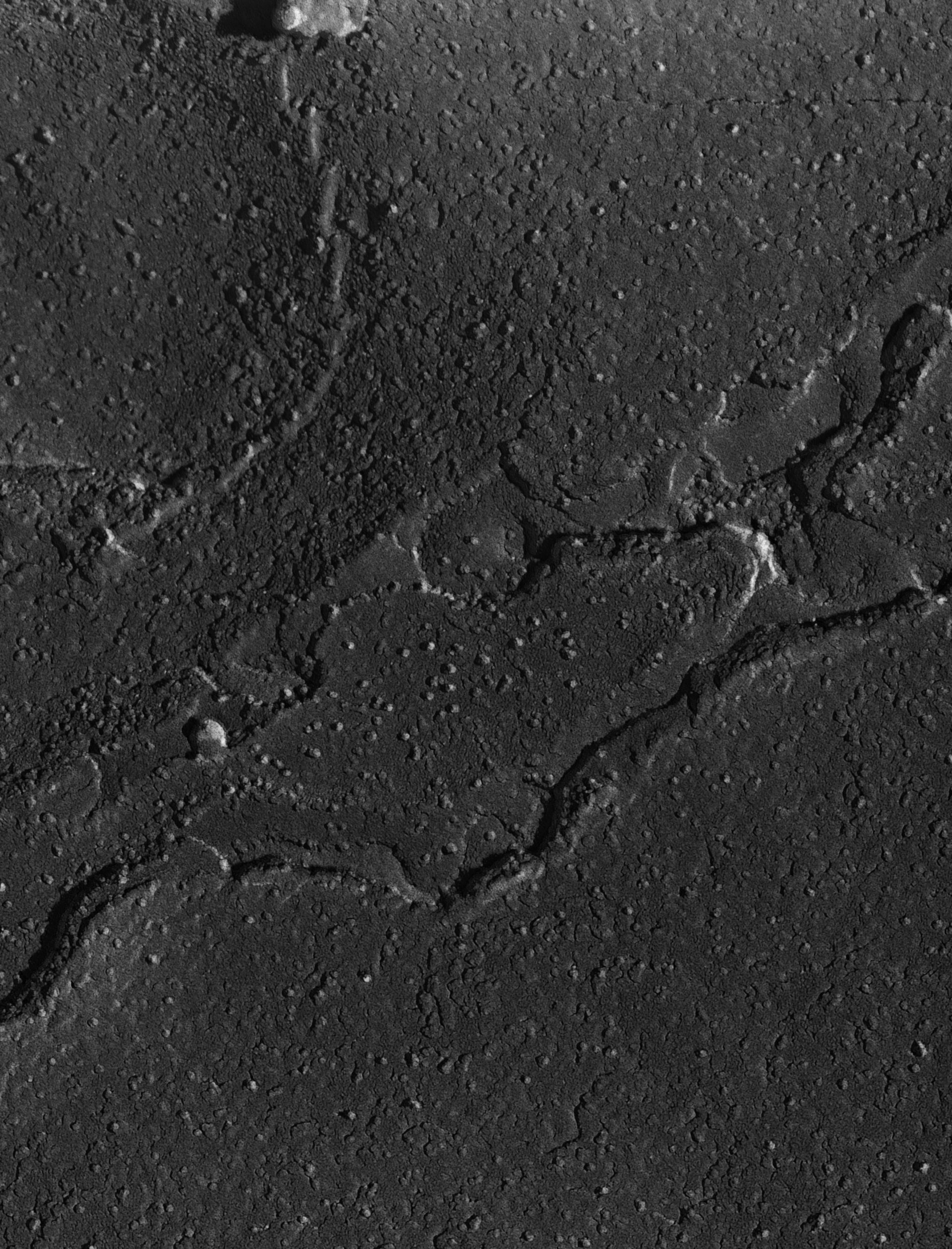Damselfly (Sarcoplasmic reticulum) - CIL:18449