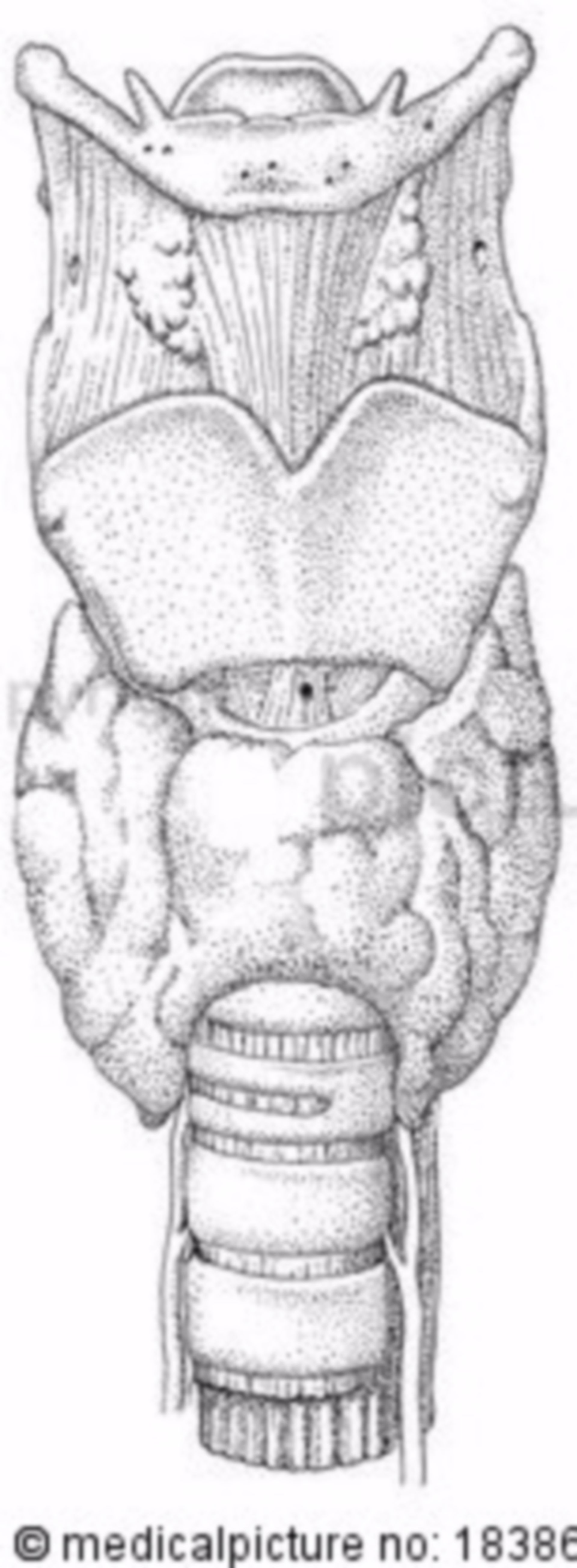 Thyroid gland, larynx, anatomical position