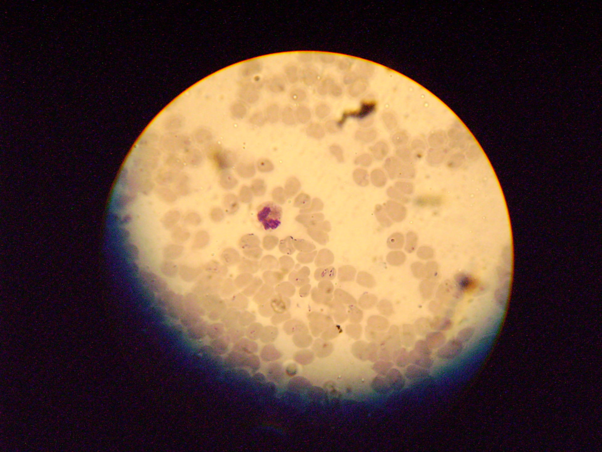Plasmodium falciparum trophozoiten