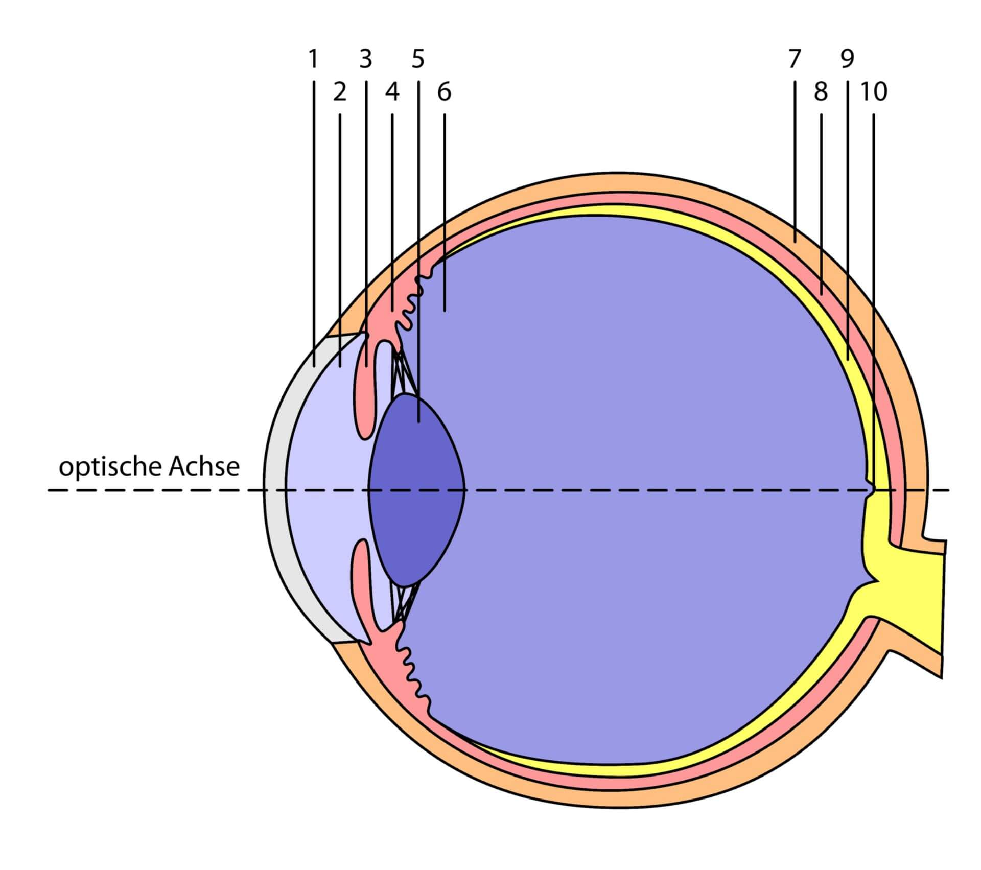 Schematische Darstellung des Augapfels
