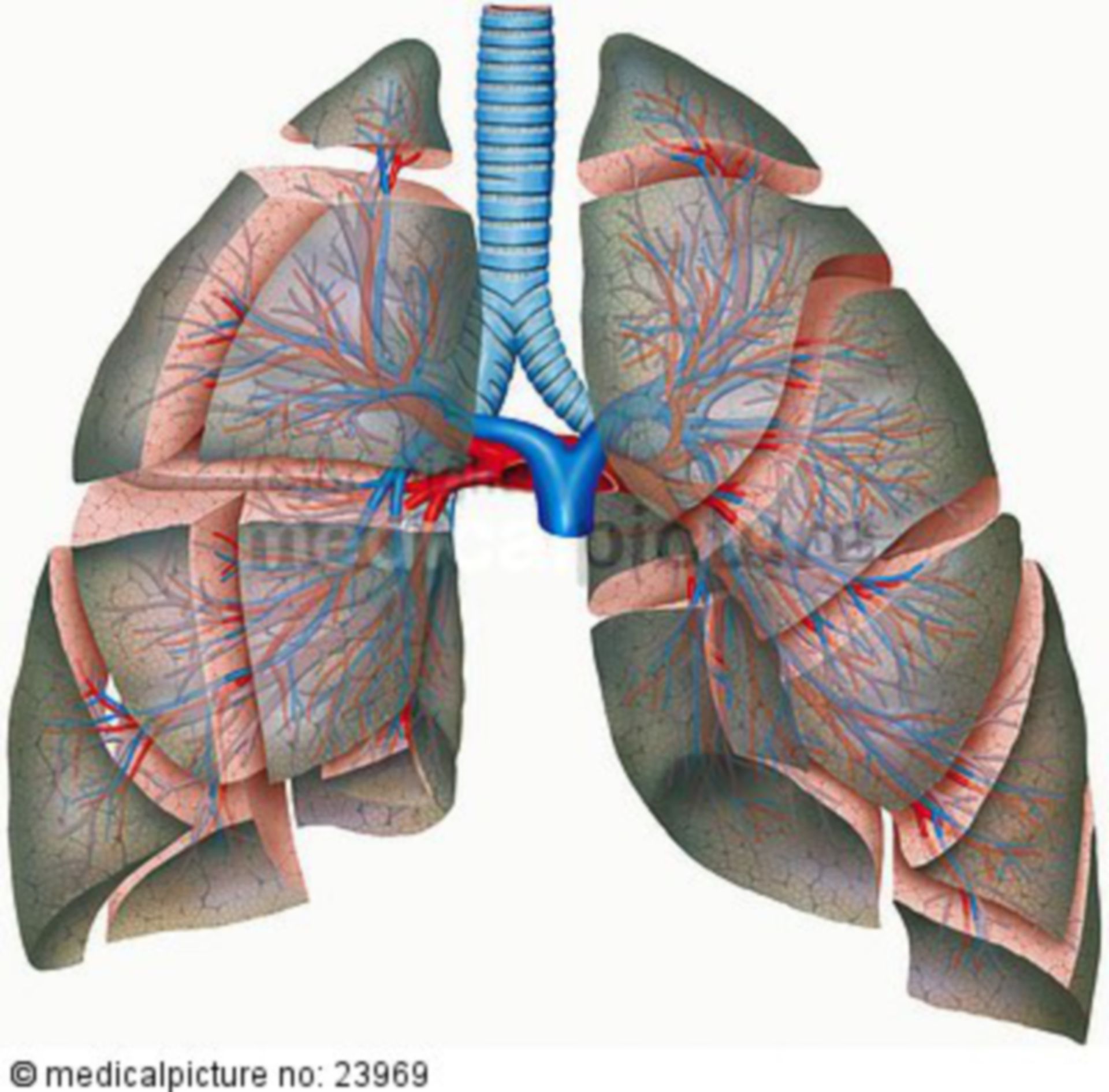 Lung segments