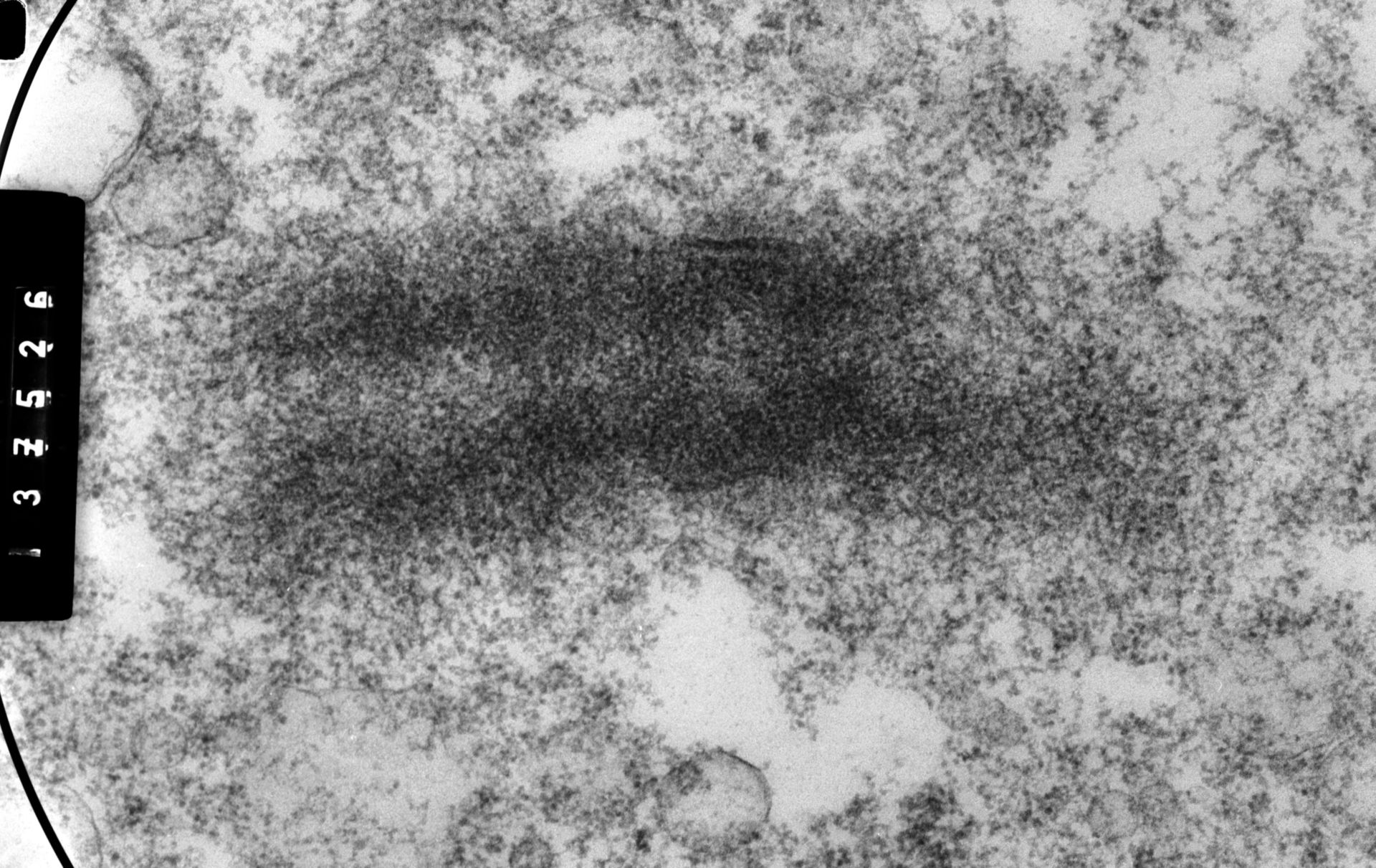 Cricetulus griseus (Nuclear chromosome) - CIL:35561