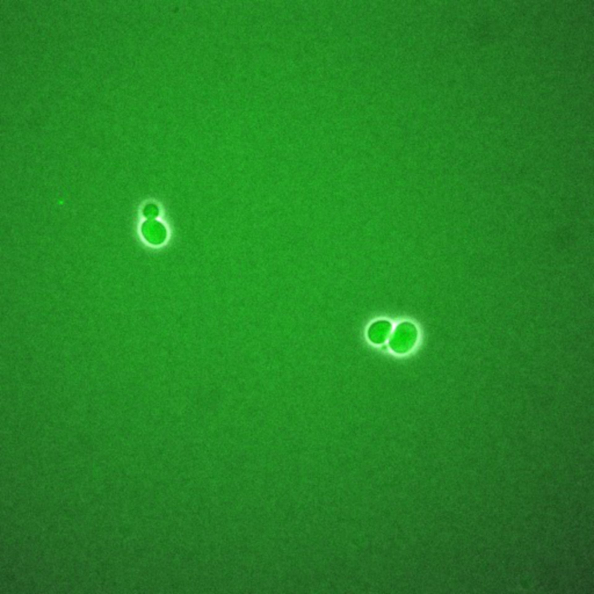 Saccharomyces cerevisiae (BCK2 protein) - CIL:35790