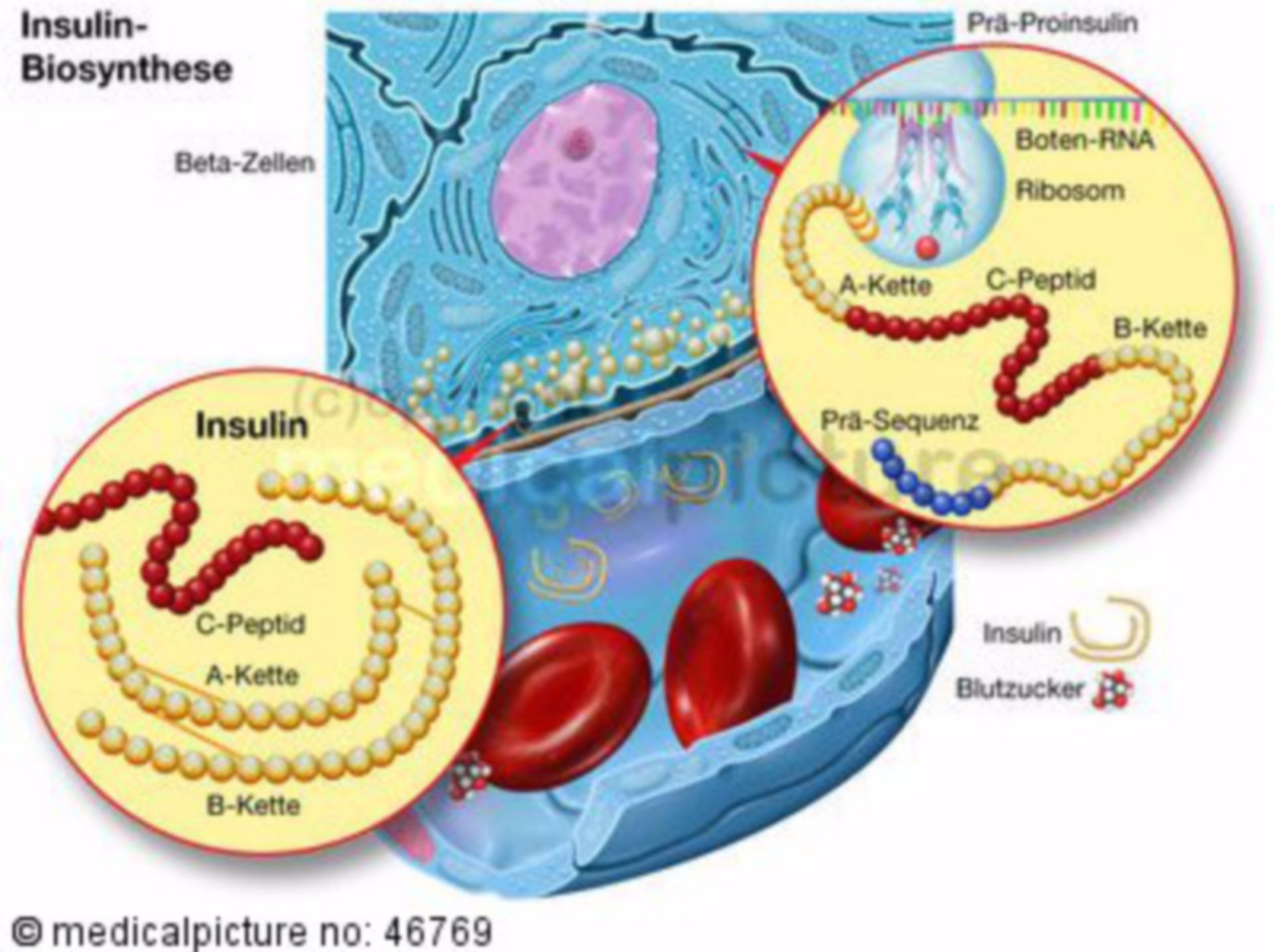 Insulin biosynthesis of the healthy Beta cell