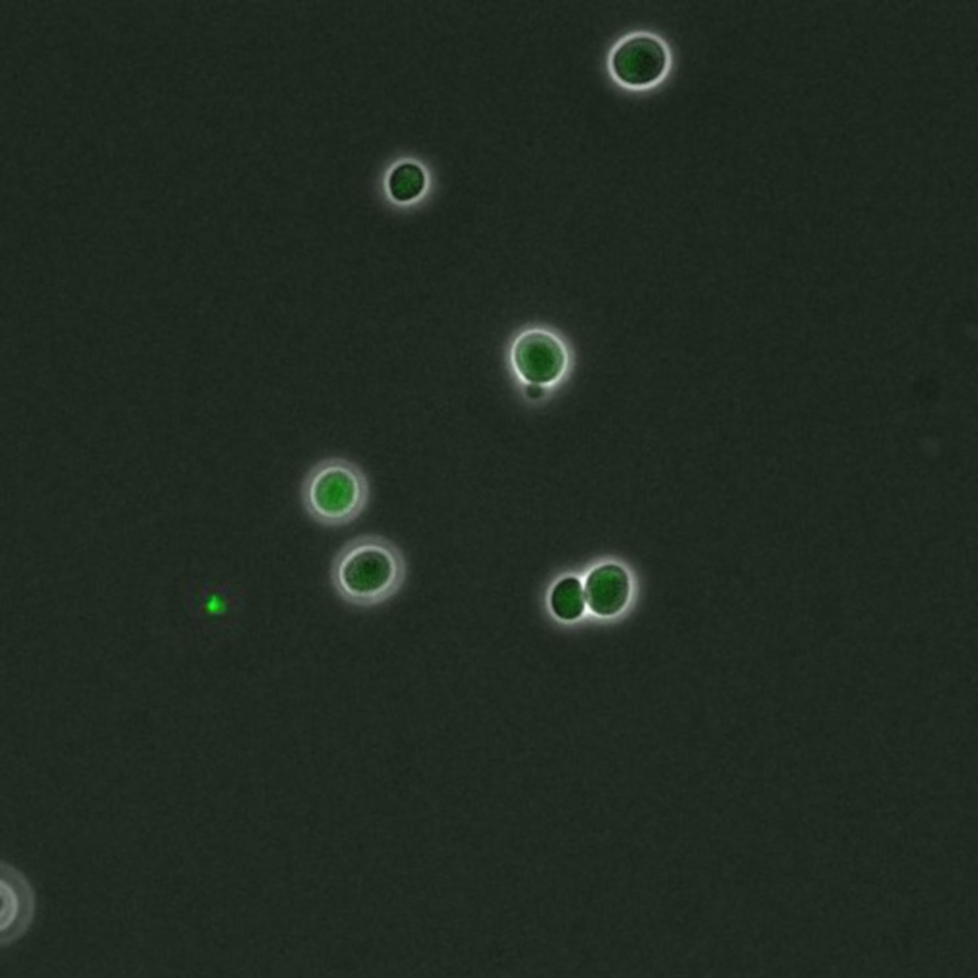 Saccharomyces cerevisiae (DNA replication preinitiation complex) - CIL:35675