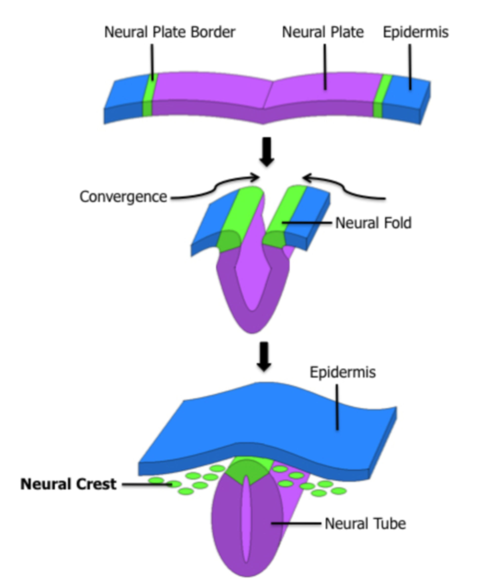 Development of the neural tube with the neural crest (green dots) from the neural plate