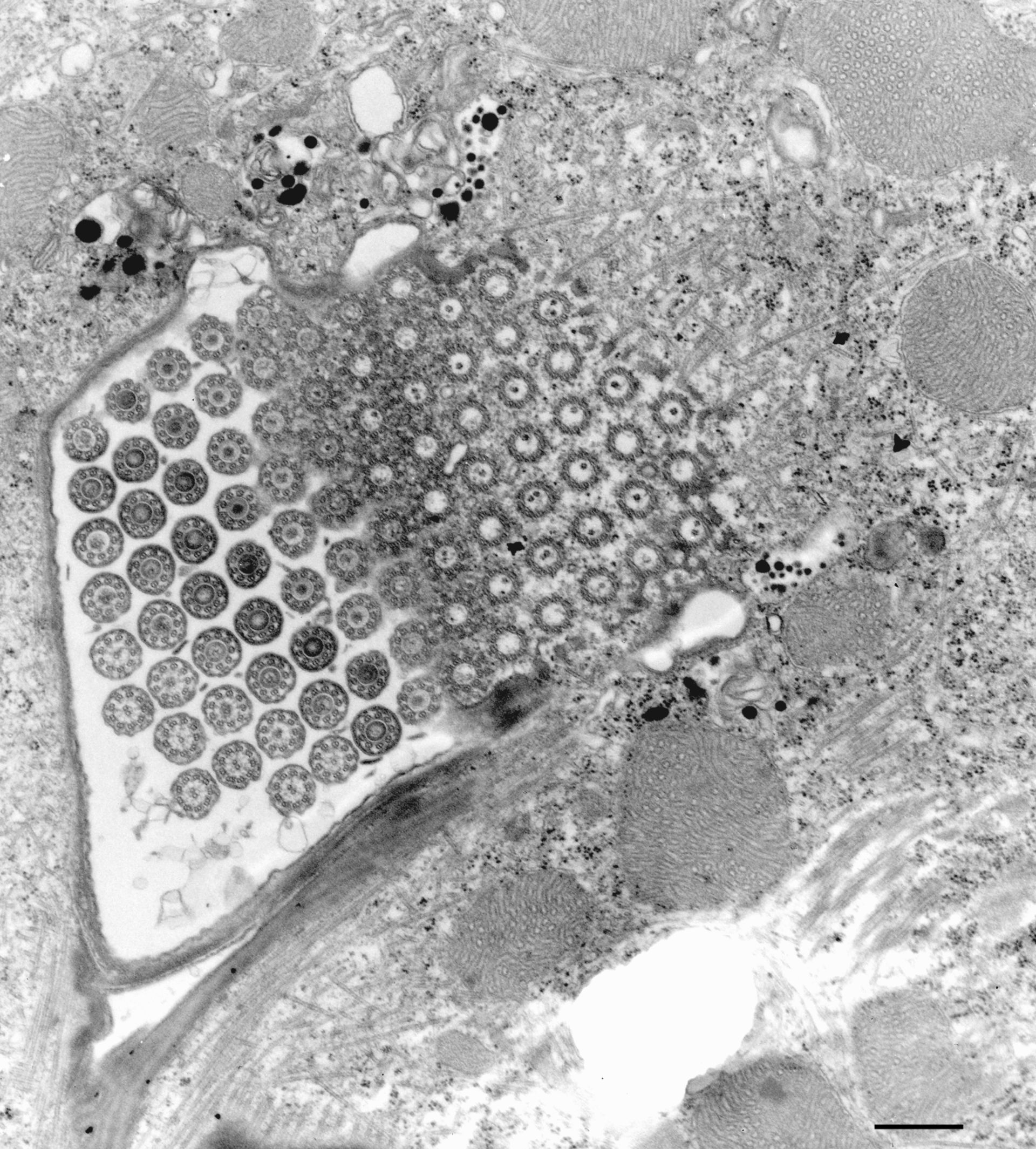 Euplotes sp. (Plasma membrane) - CIL:9908