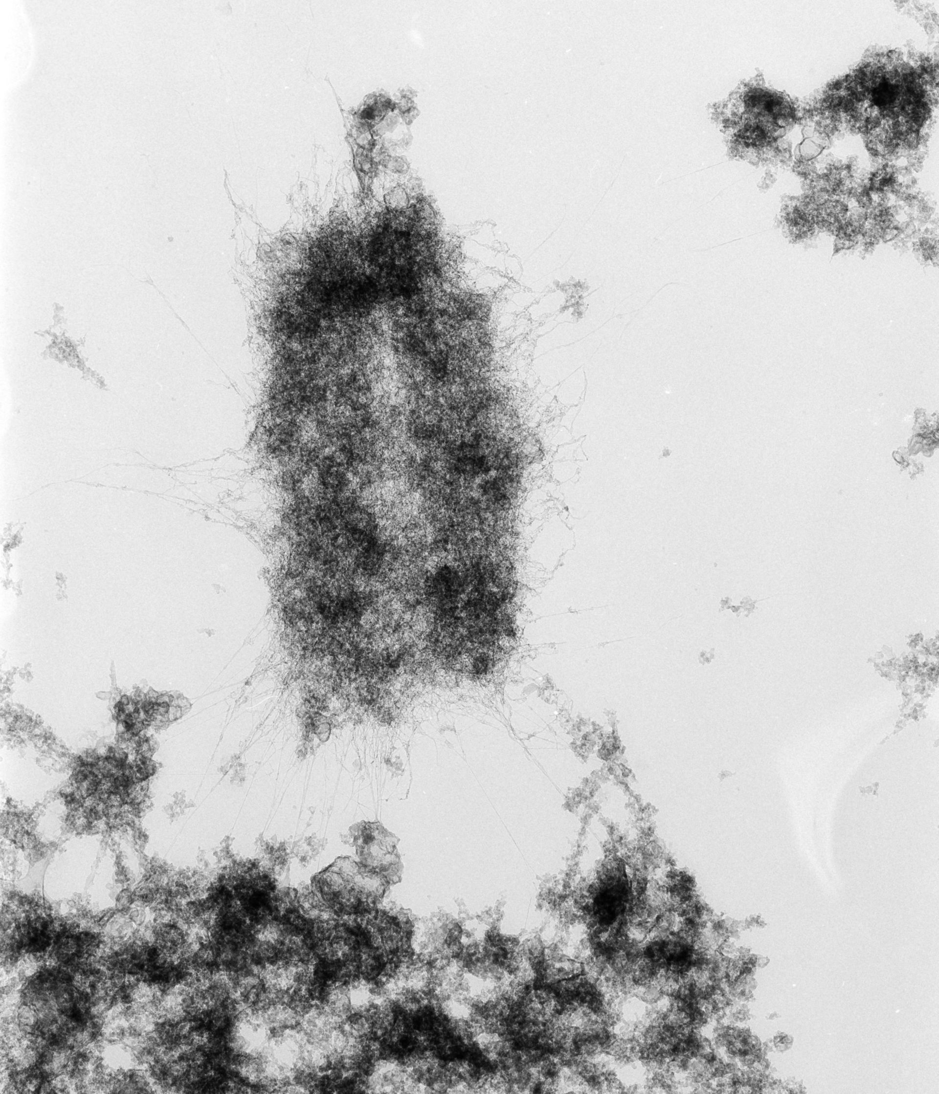 Mus musculus (Nuclear chromosome) - CIL:40692