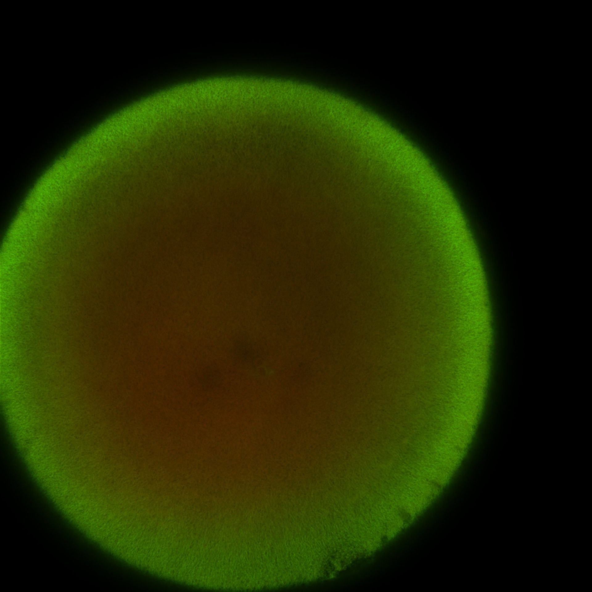 Xenopus laevis (DNA) - CIL:36493