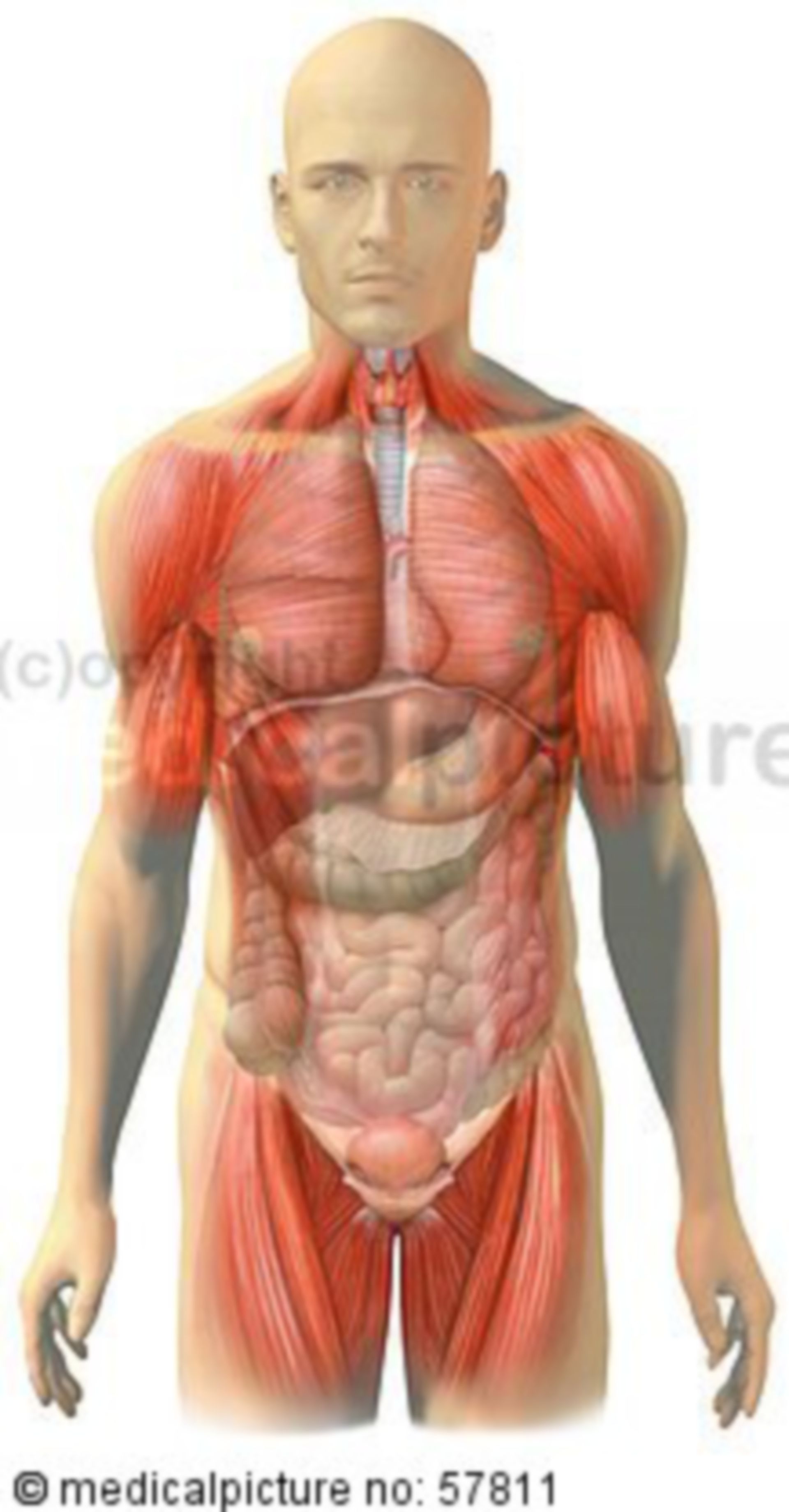  Anatomische Illustrationen - Brust-, Bauch-, Beckeneingeweide (transparent) 
