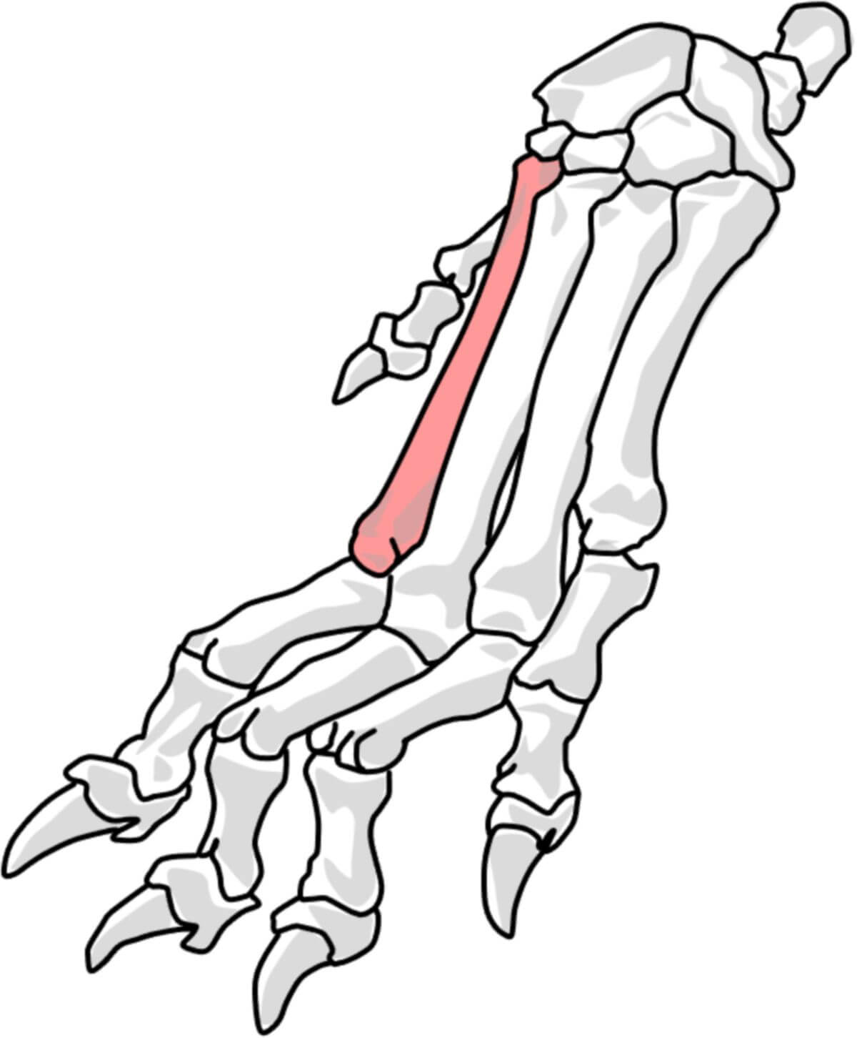 2. Metakarpalknochen beim Hund (© Patrick Messner)