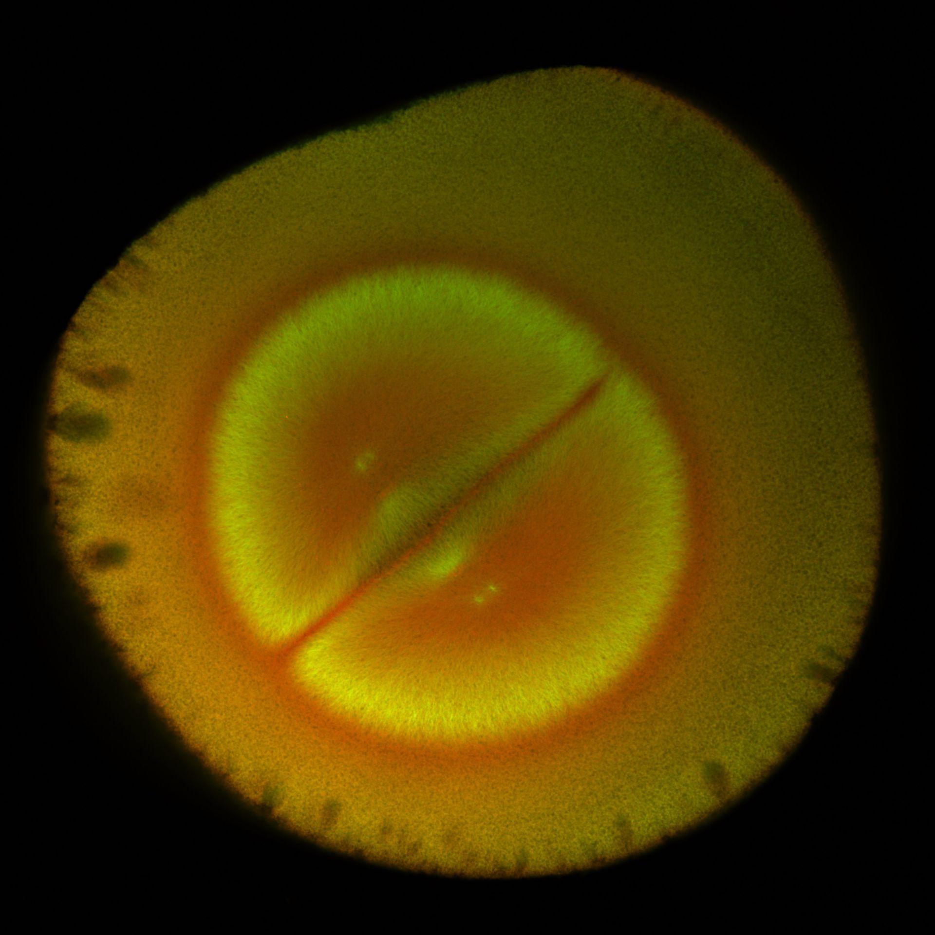Xenopus laevis (DNA) - CIL:36591