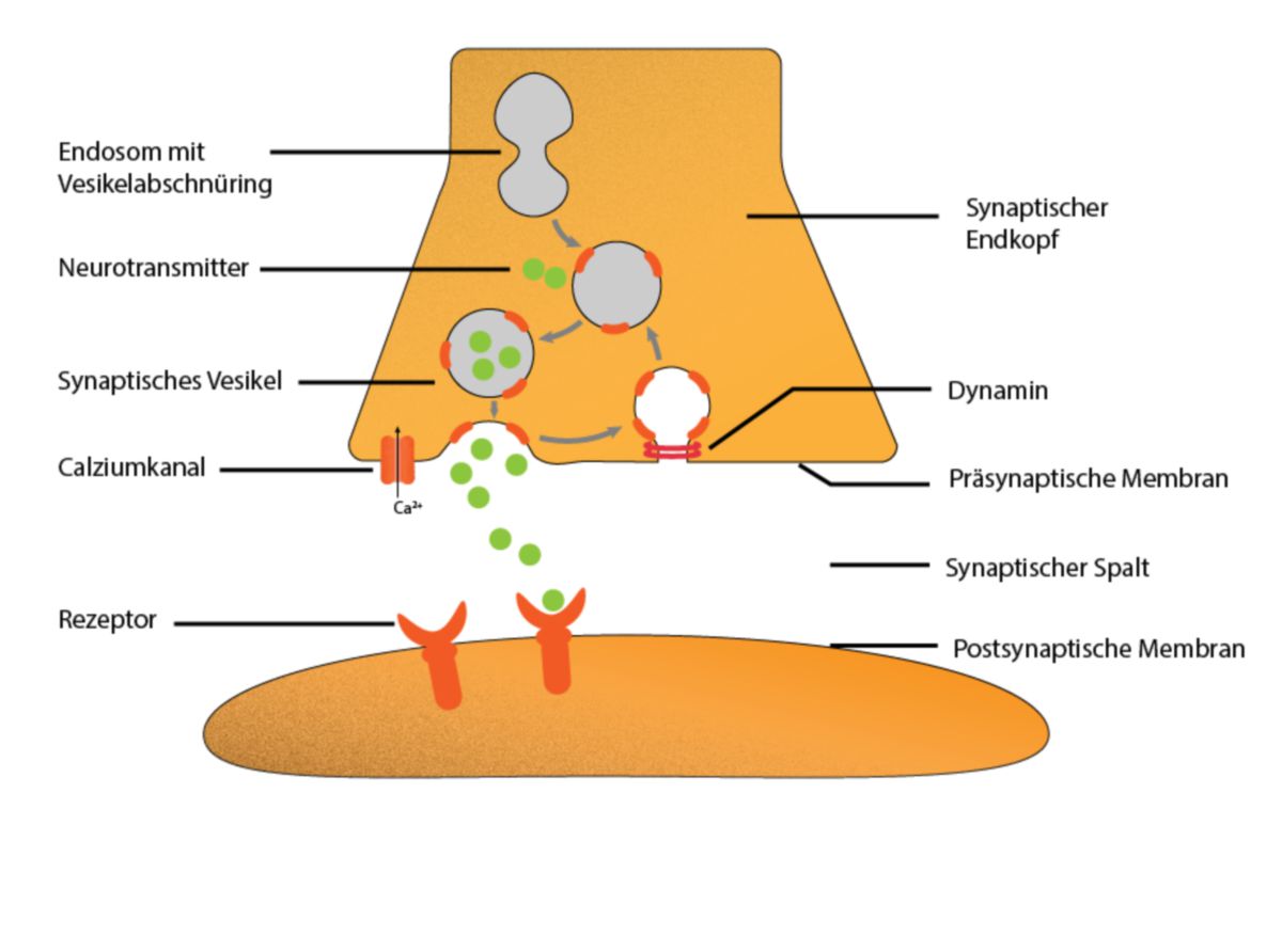 Neurotransmitter-Ausschüttung am synaptischen Spalt durch synaptisches Vesikel