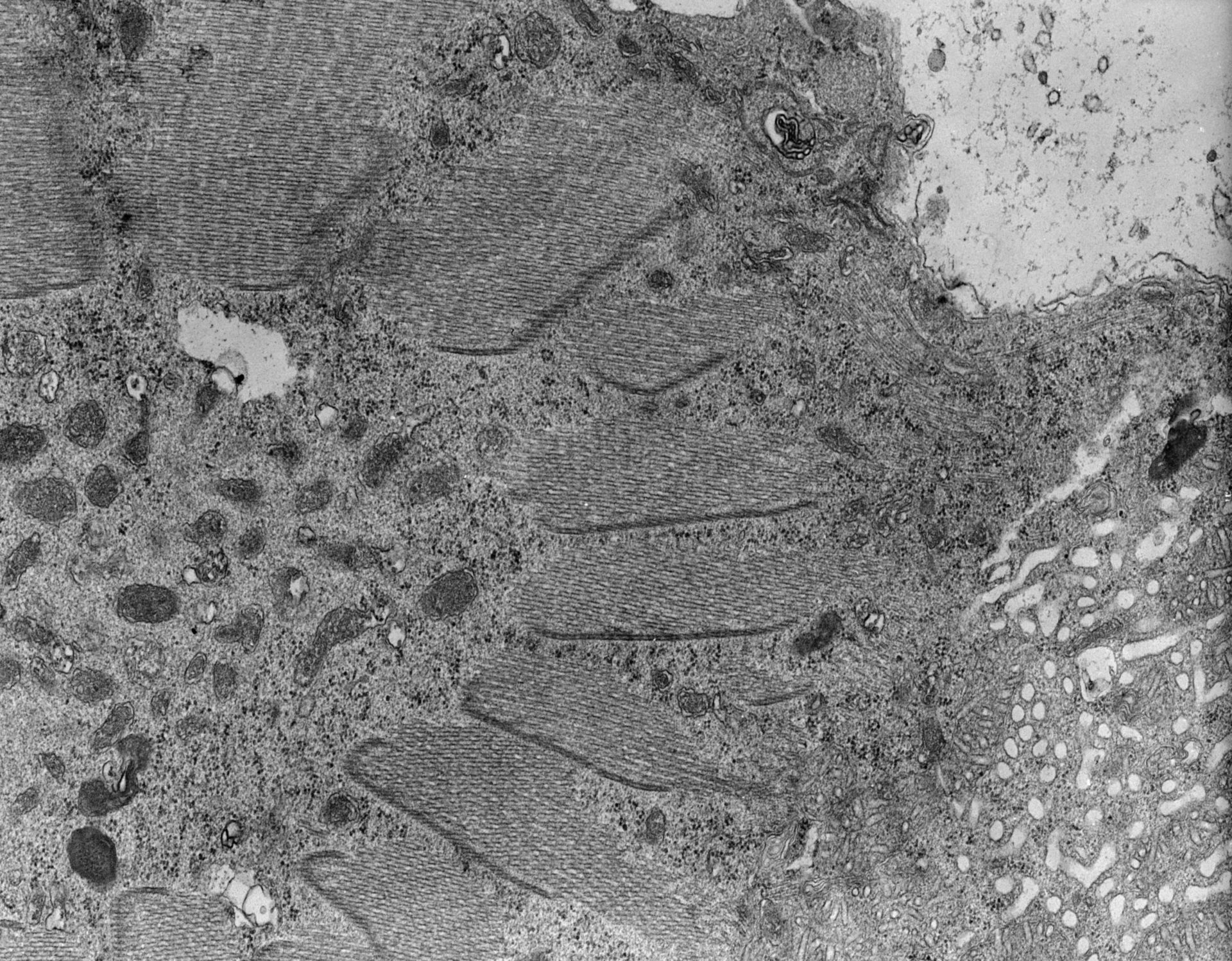 Nassula (Microtubule) - CIL:7664